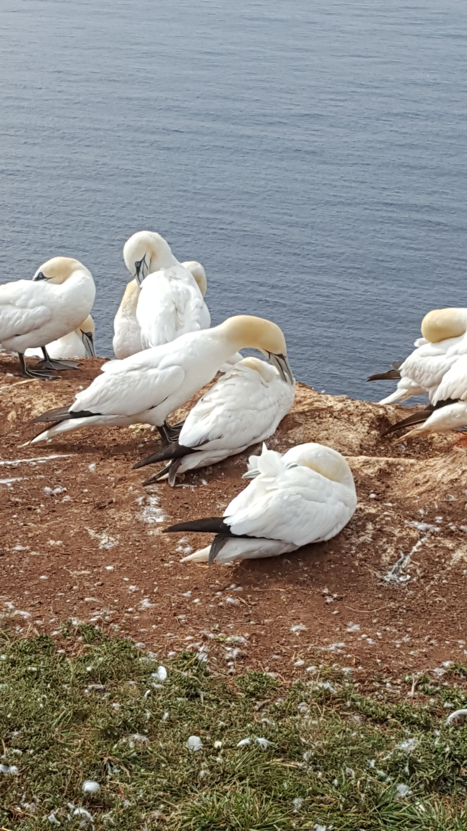 Samsung GALAXY S6 edge sample photo. Helgoland, rock, north sea photography