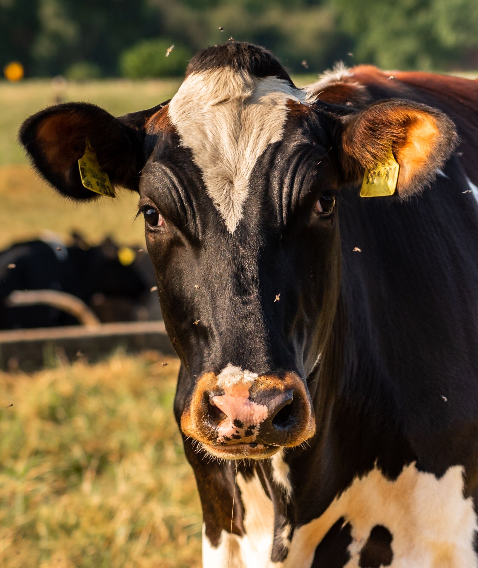 Nikon D750 sample photo. Animal, cow, pasture photography