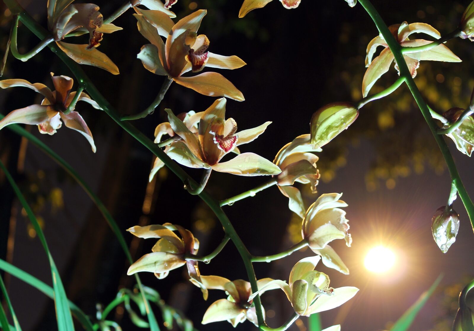 Canon EOS 650D (EOS Rebel T4i / EOS Kiss X6i) sample photo. Flowers, orchid, moonlight photography