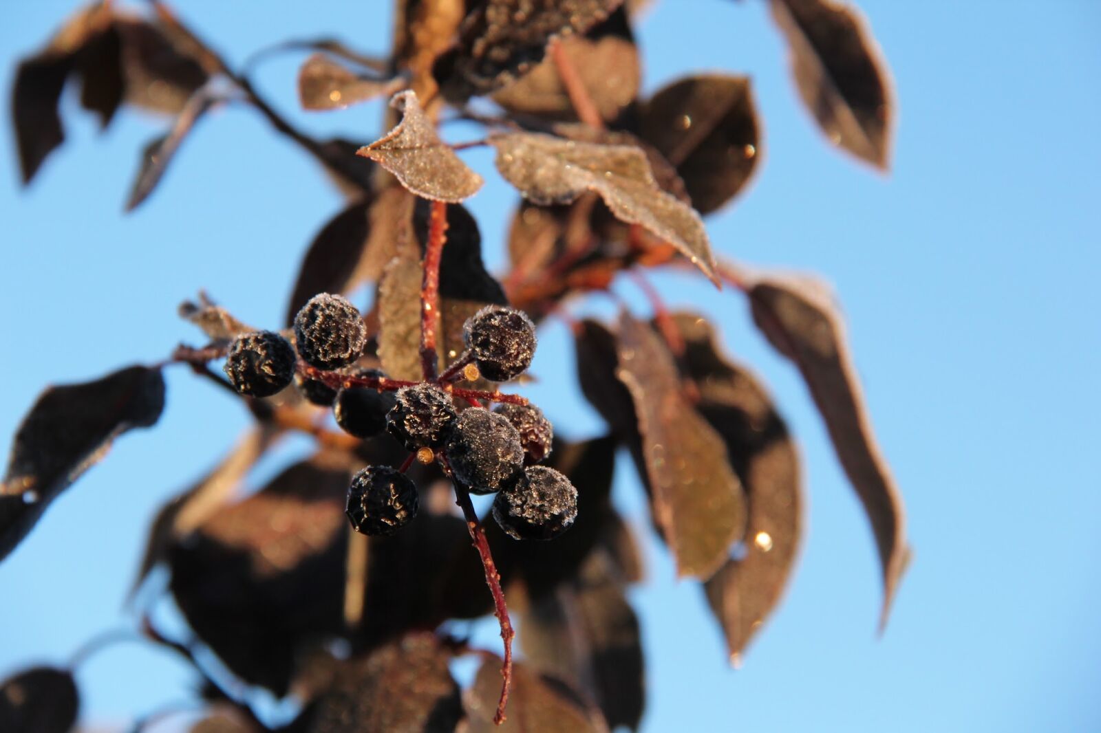 Canon EF-S 18-200mm F3.5-5.6 IS sample photo. Frost, leaves, autumn photography