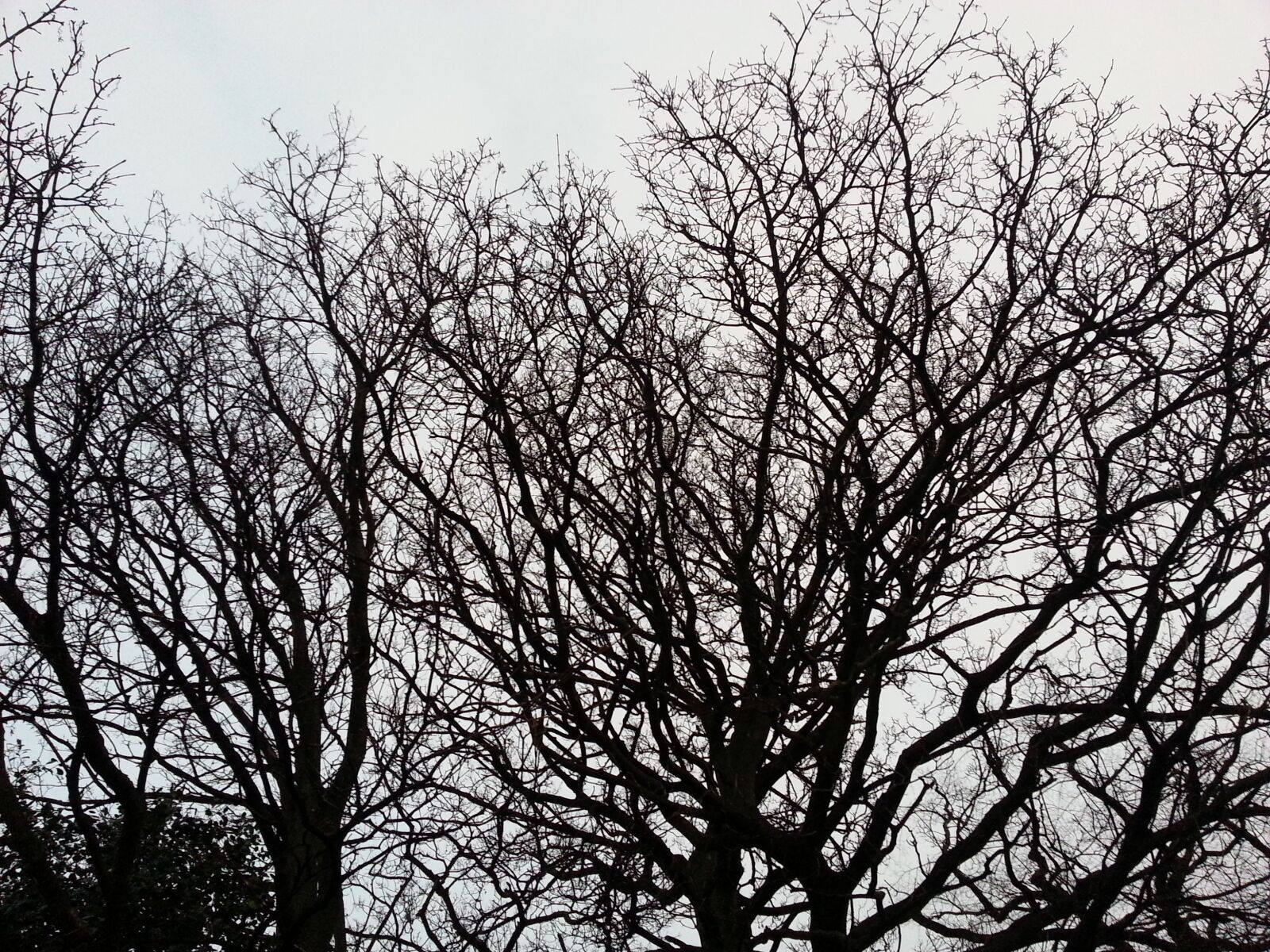Samsung Galaxy S3 sample photo. Trees outlined, sky, dusk photography