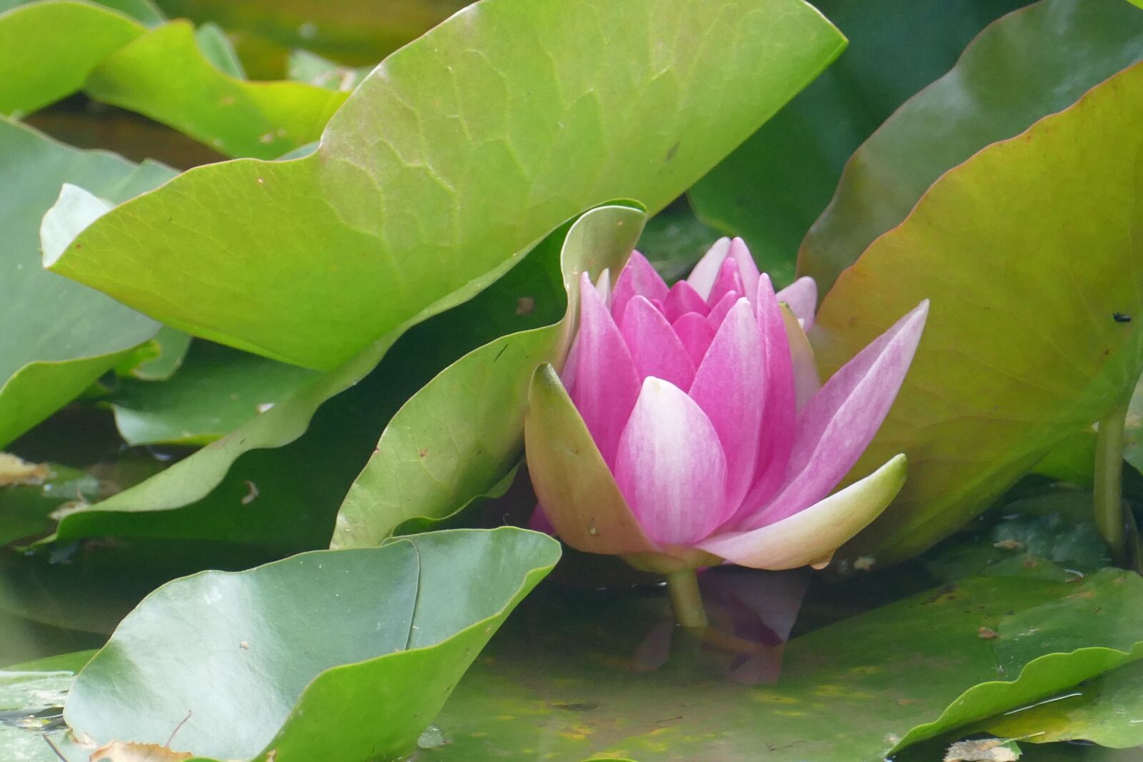 Panasonic Lumix DMC-FZ1000 sample photo. Lake rose, water lily photography