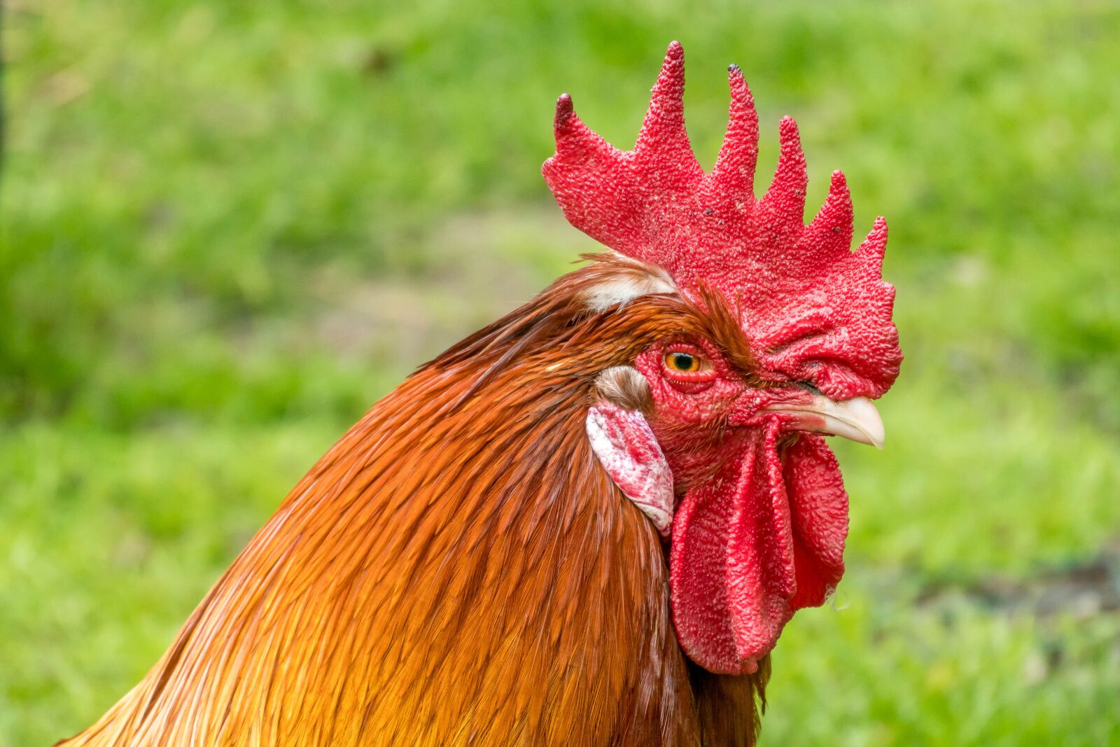 Nikon 1 Nikkor VR 30-110mm F3.8-5.6 sample photo. Hahn, close up, poultry photography