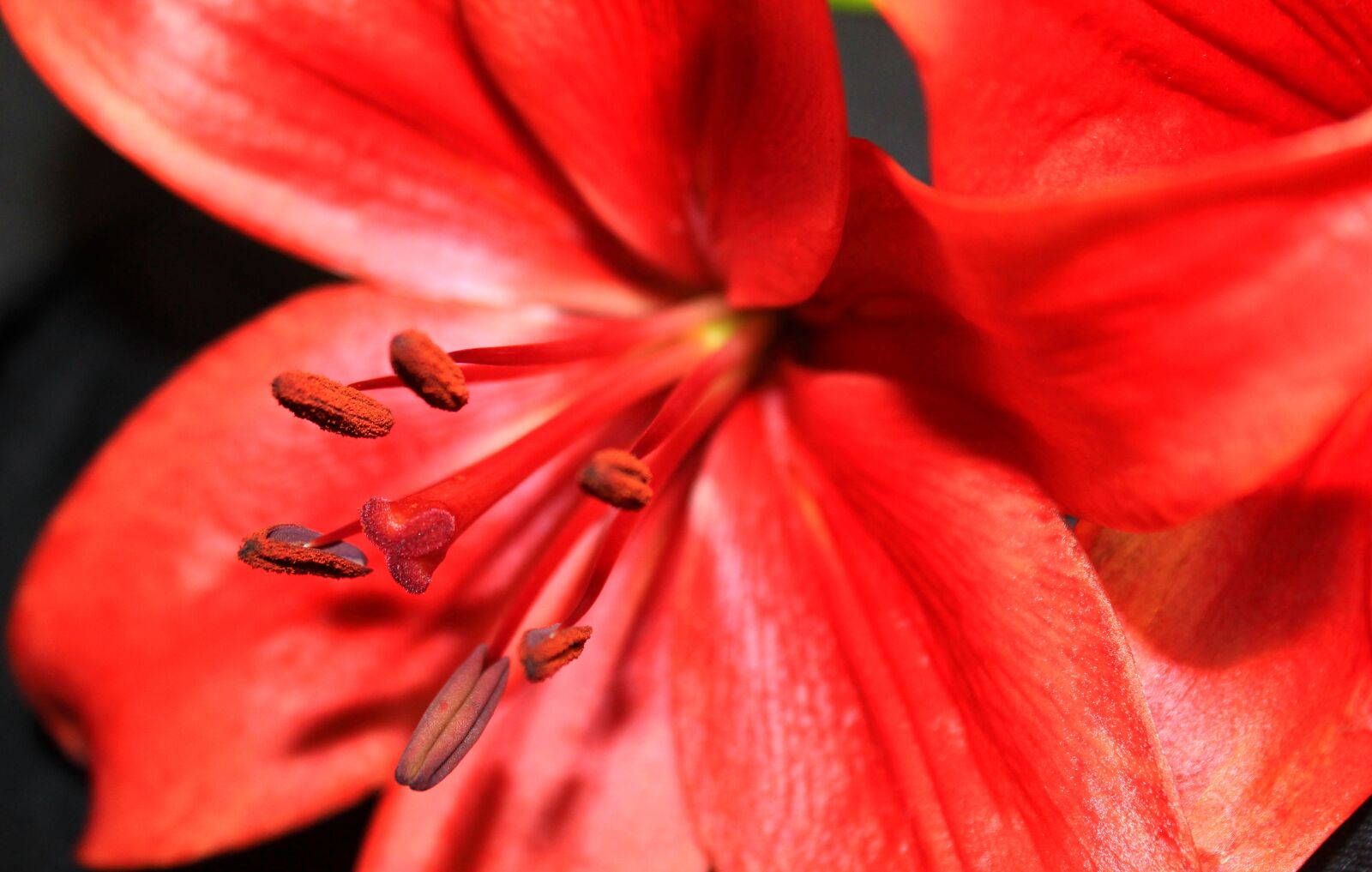 Canon EOS 1300D (EOS Rebel T6 / EOS Kiss X80) sample photo. Star gazer, flower, stamen photography