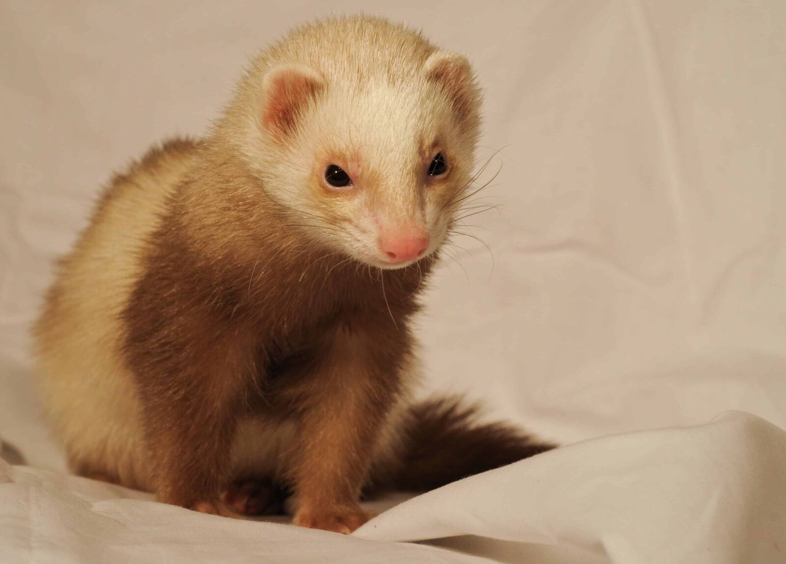Nikon D300 sample photo. Cute, fur, pet, rodent photography
