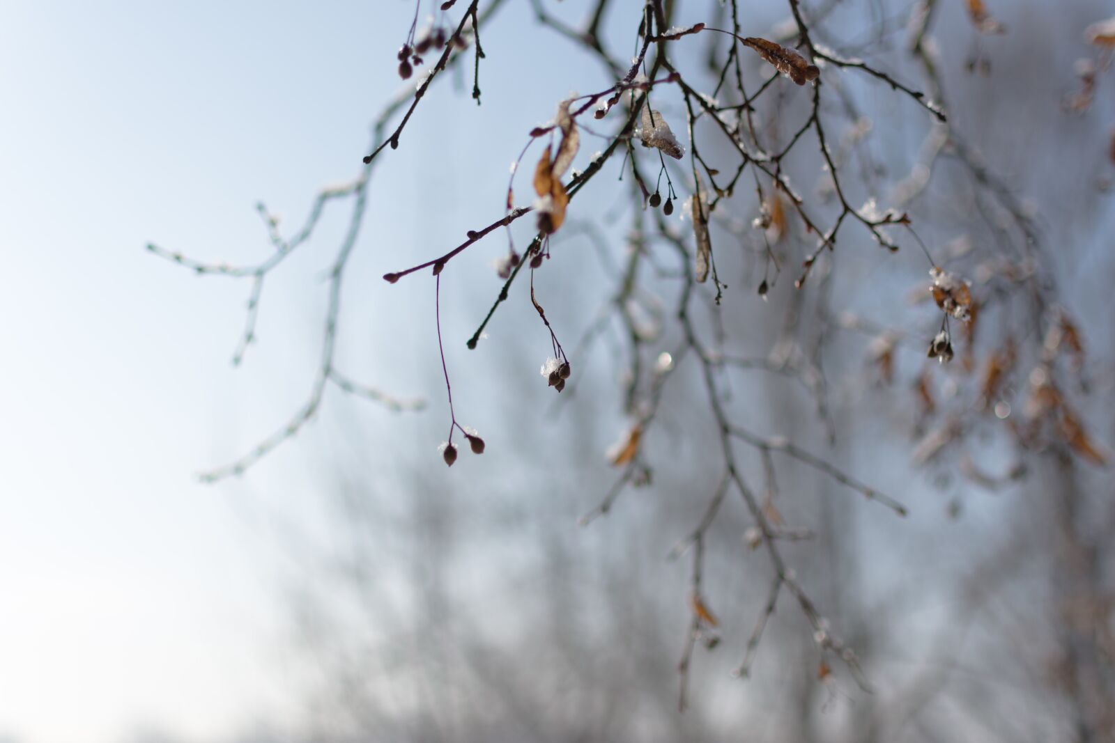 Nikon D7200 sample photo. Spring, branch, drops photography