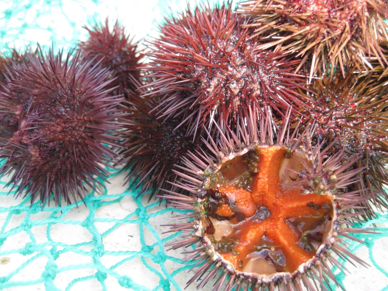 Canon PowerShot A1100 IS sample photo. Sea urchin, animal, invertebrate photography