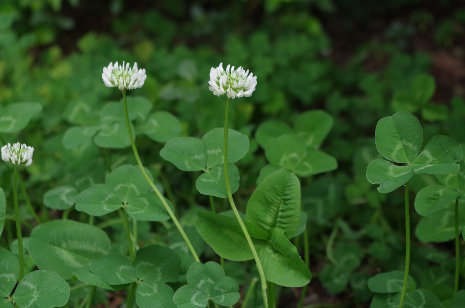 Pentax K-50 sample photo. Four-leaf clover, sativa, plant photography