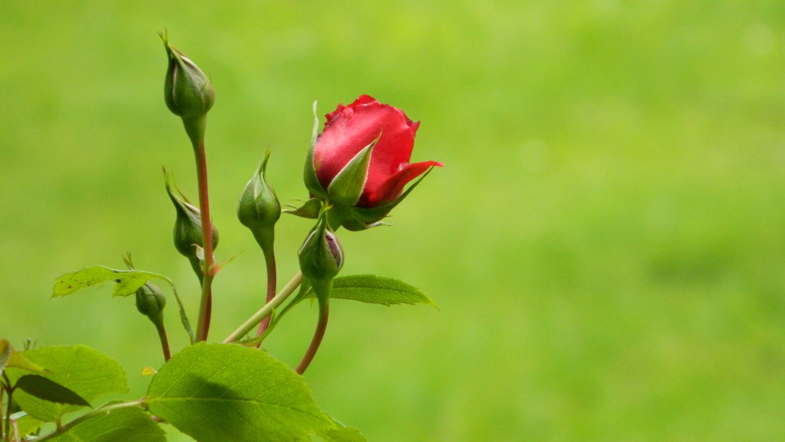 Nikon Coolpix L120 sample photo. Rose, red, bush photography