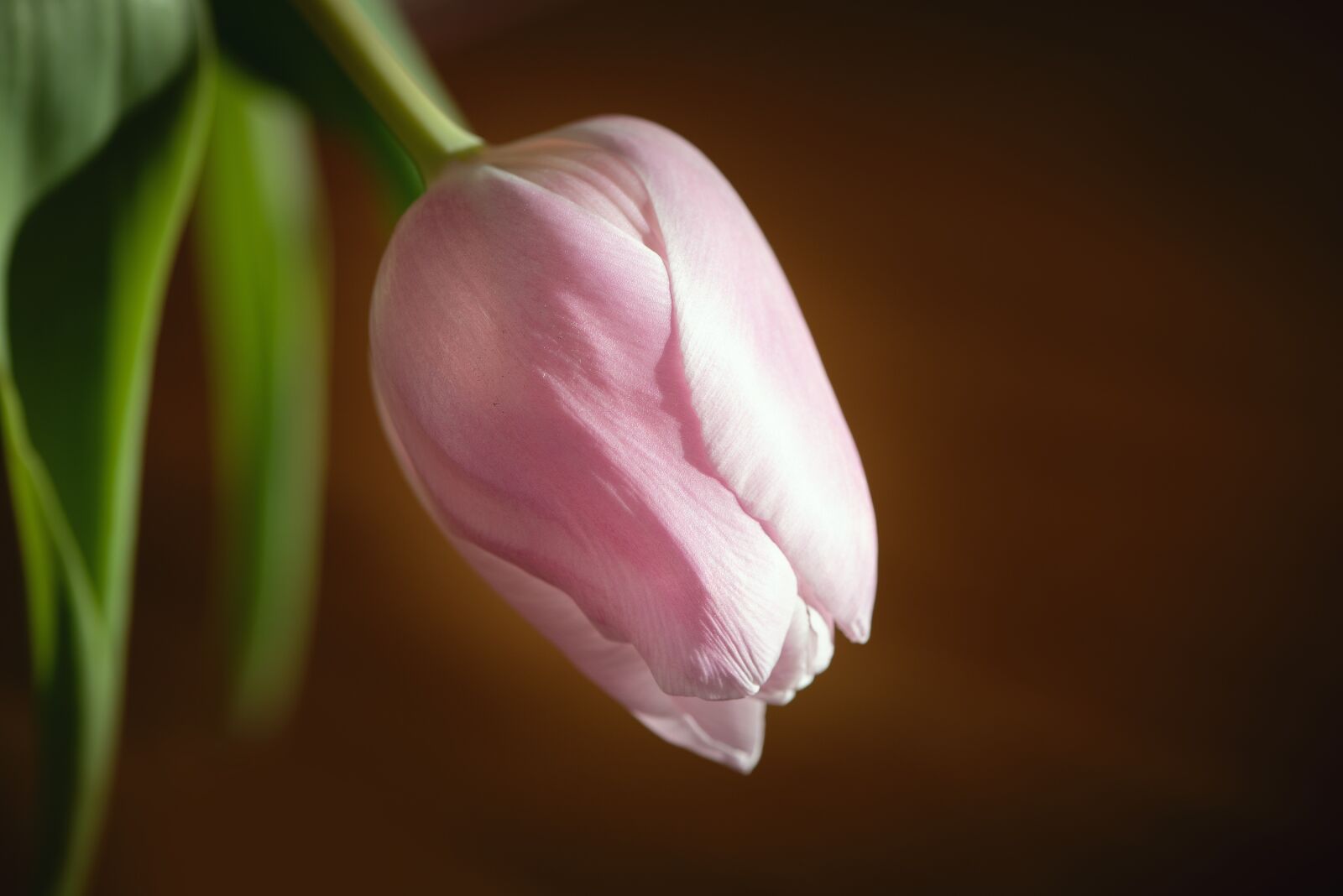 Nikon D750 sample photo. Tulip, flower, pink photography