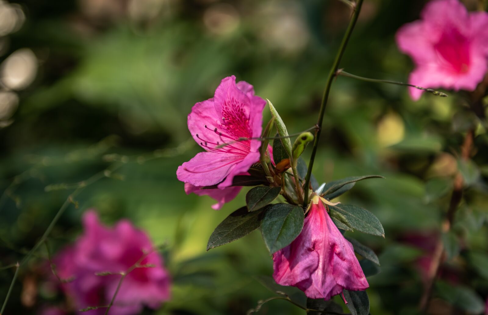 Nikon D750 sample photo. Flower, plant, purple photography
