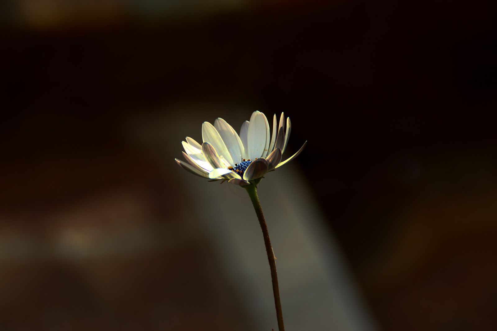 Canon EOS 600D (Rebel EOS T3i / EOS Kiss X5) sample photo. Plant, flower, nature photography