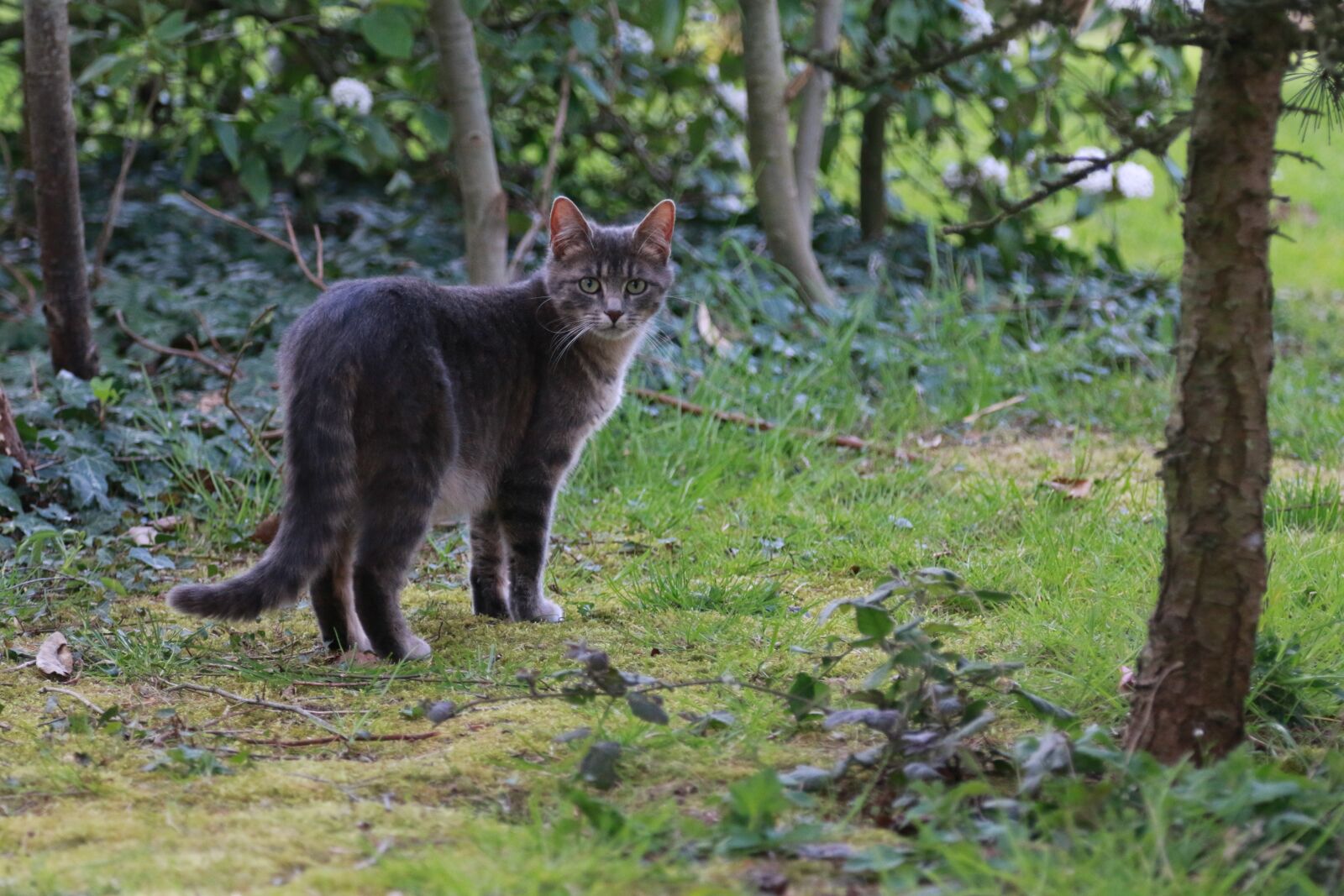 Canon EOS 70D sample photo. Cat, feline, animal photography