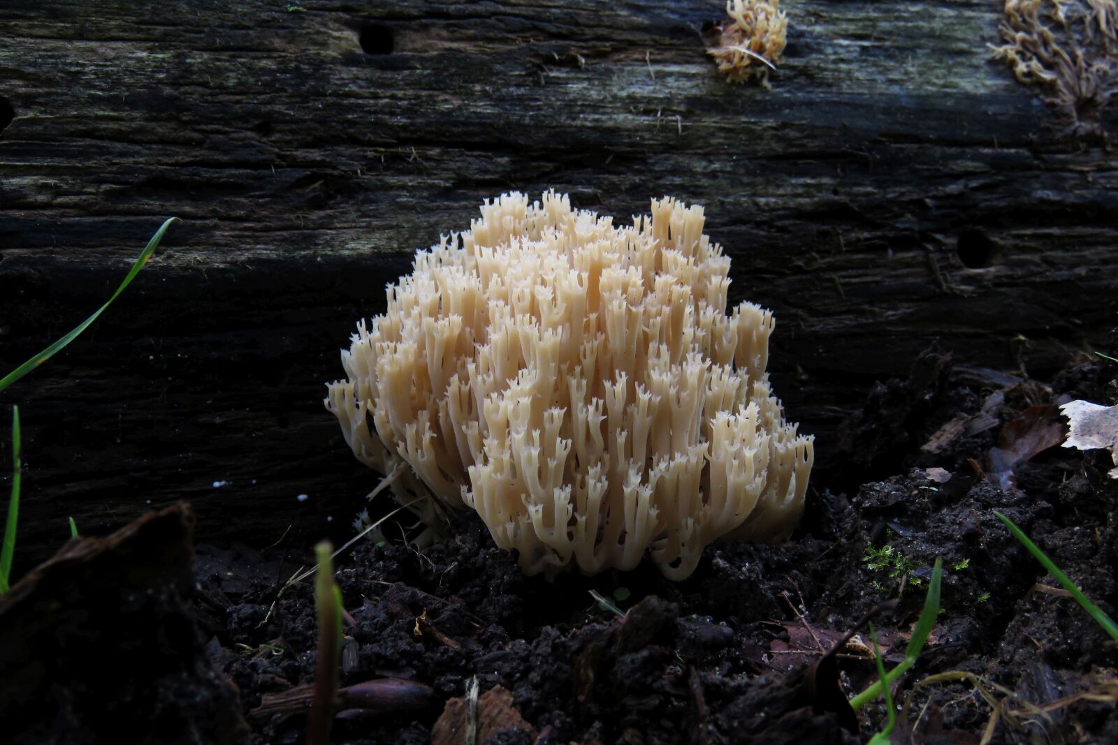 Canon PowerShot SX60 HS sample photo. Fungi, mushroom, nature photography
