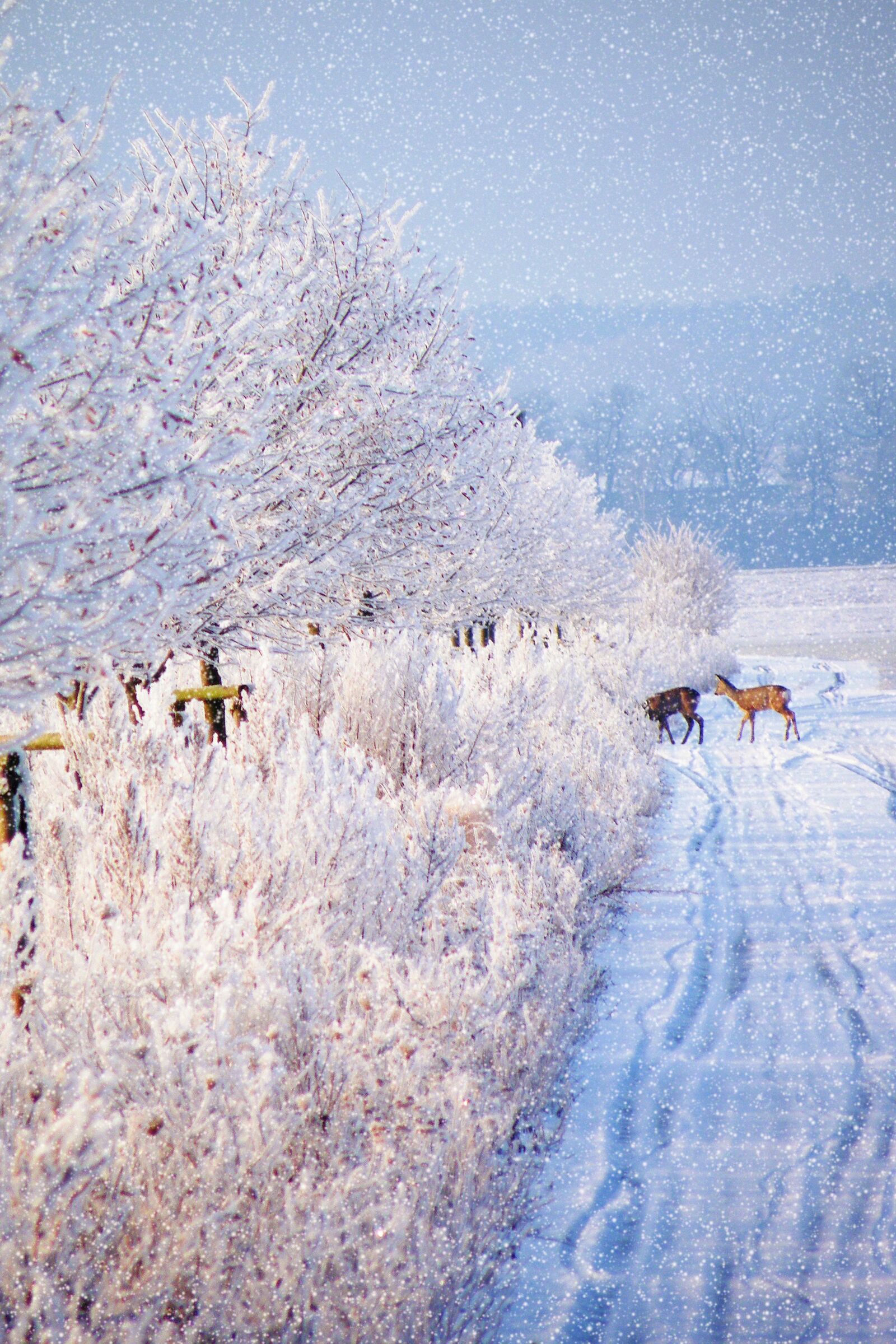 Fujifilm FinePix S8100fd sample photo. Winter impressions, wintry, snow photography