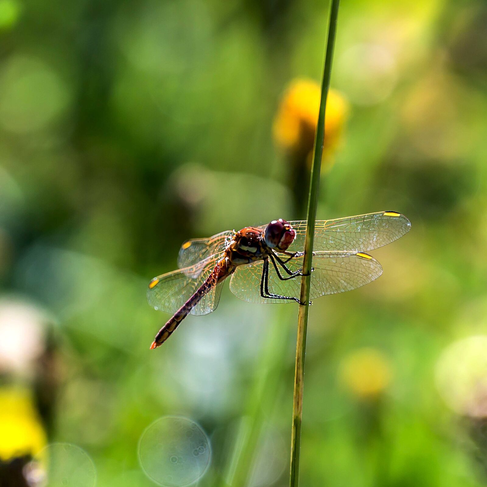 Canon EF 70-300mm F4-5.6L IS USM sample photo. Dragonfly, nature, insect photography