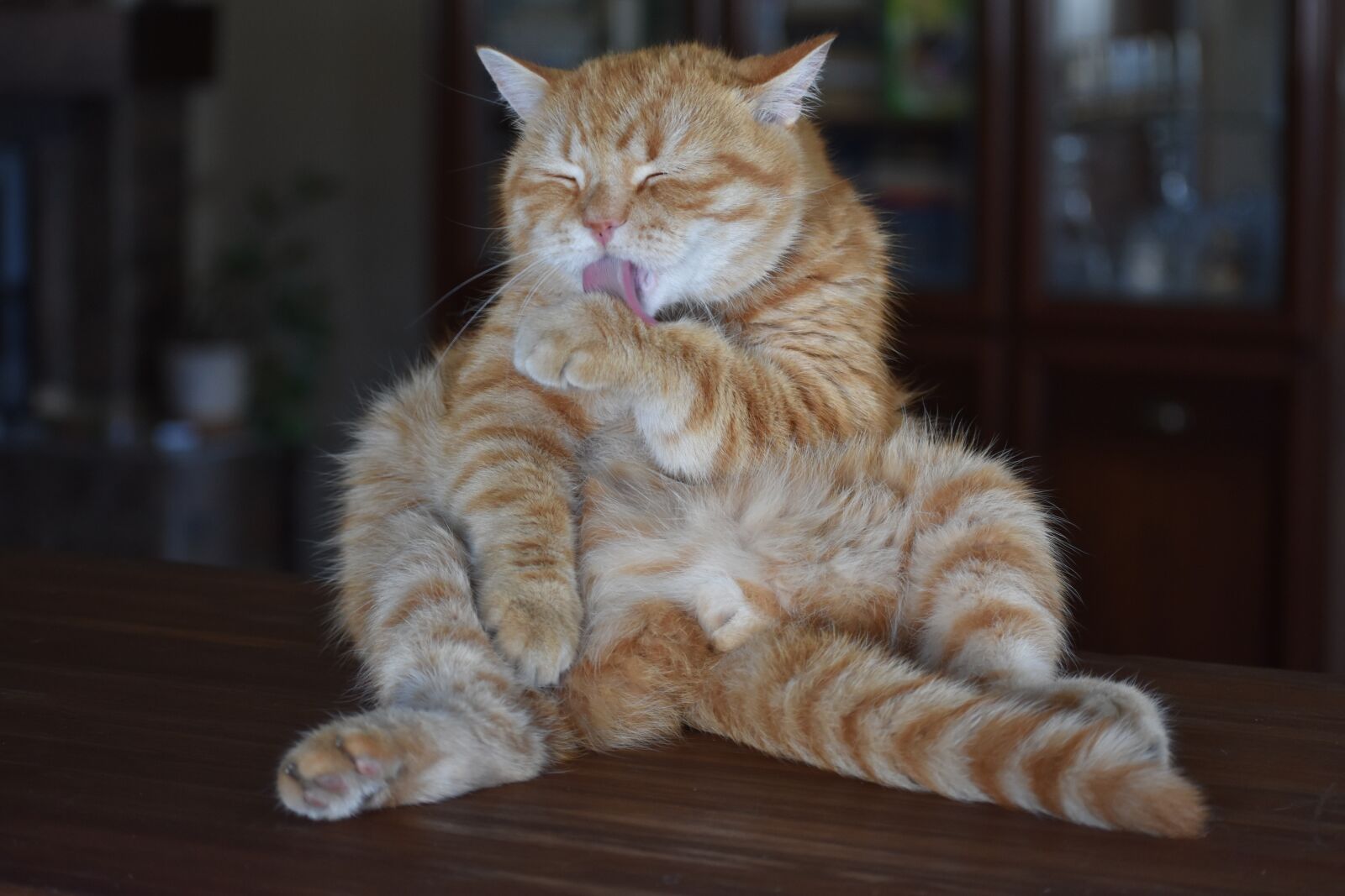 Nikon D3400 sample photo. Cat, redhead, striped photography