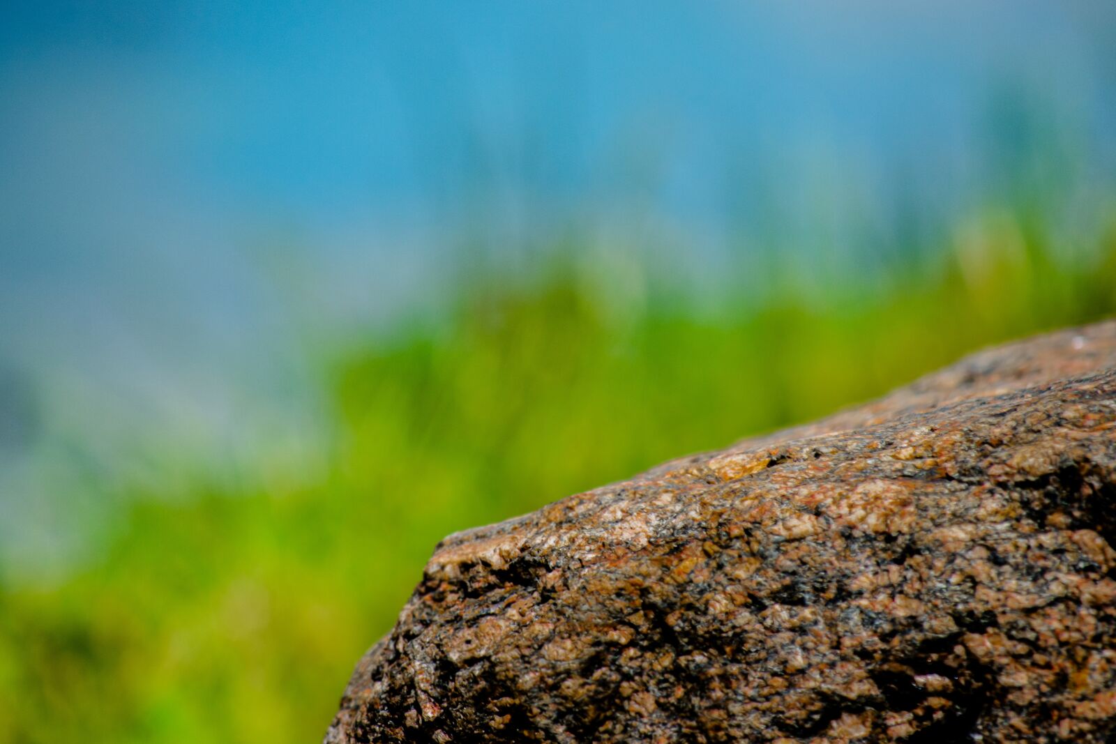Nikon D5500 sample photo. Stone, field, plants photography