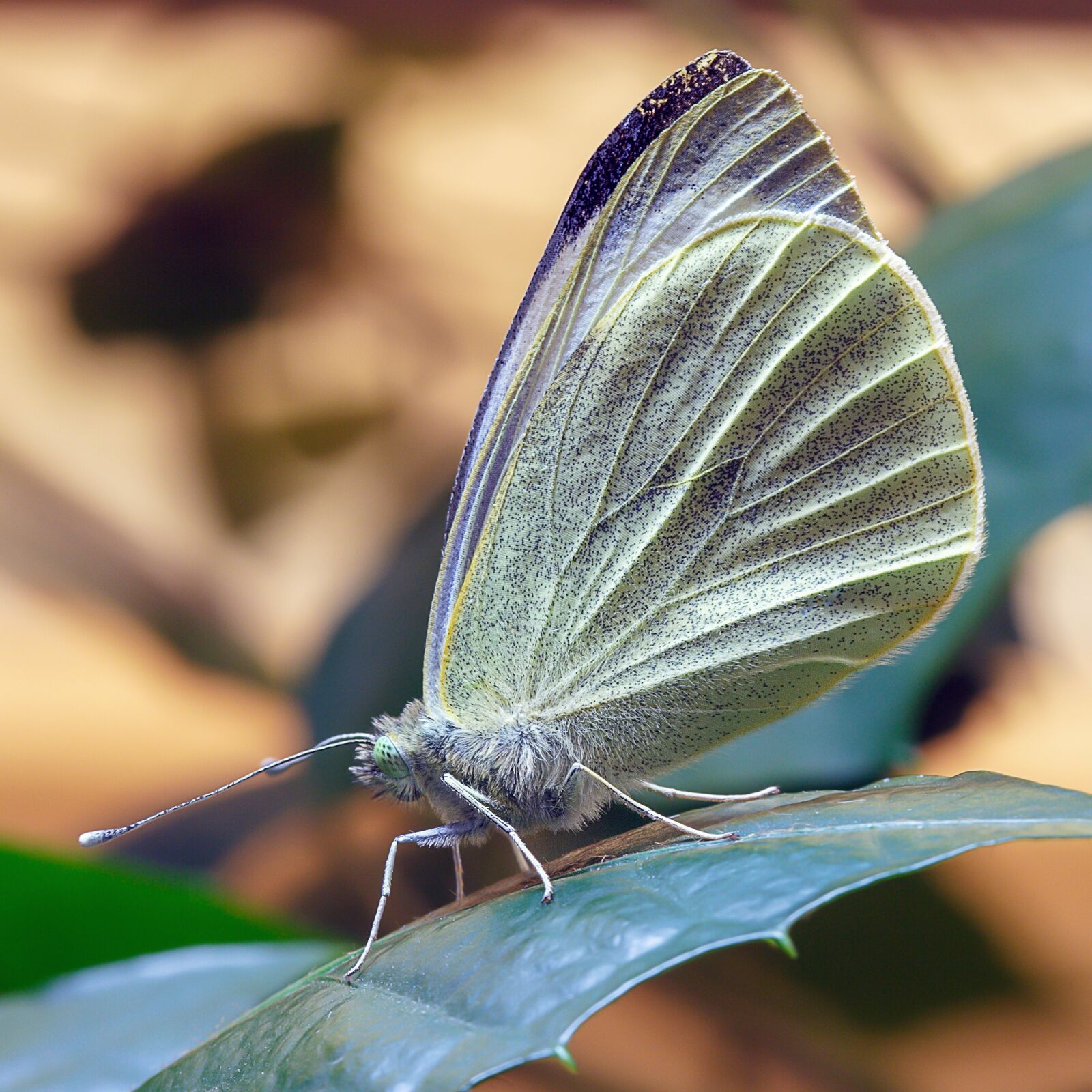 Canon EOS 350D (EOS Digital Rebel XT / EOS Kiss Digital N) sample photo. Butterfly, large white, wings photography