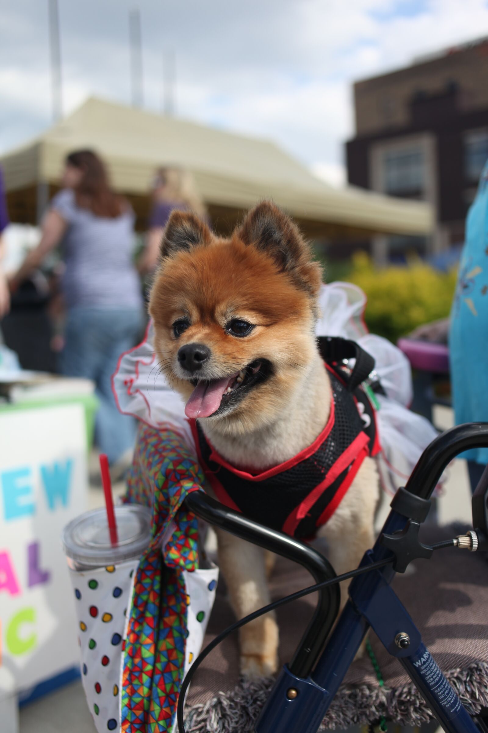 Canon EOS 5D Mark II sample photo. Dog, festival, party photography
