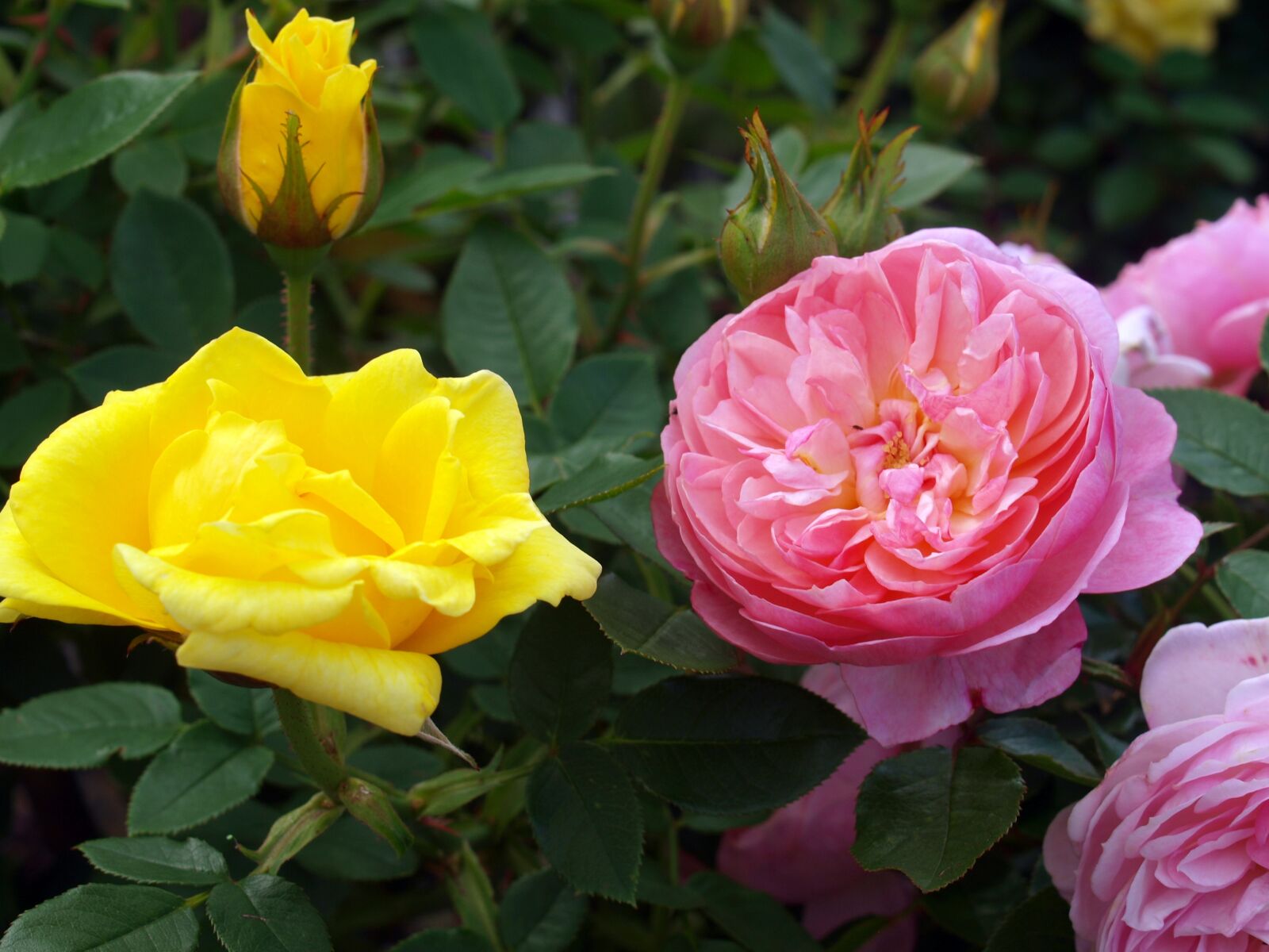 Olympus E-520 (EVOLT E-520) sample photo. Flower, flora, rose photography