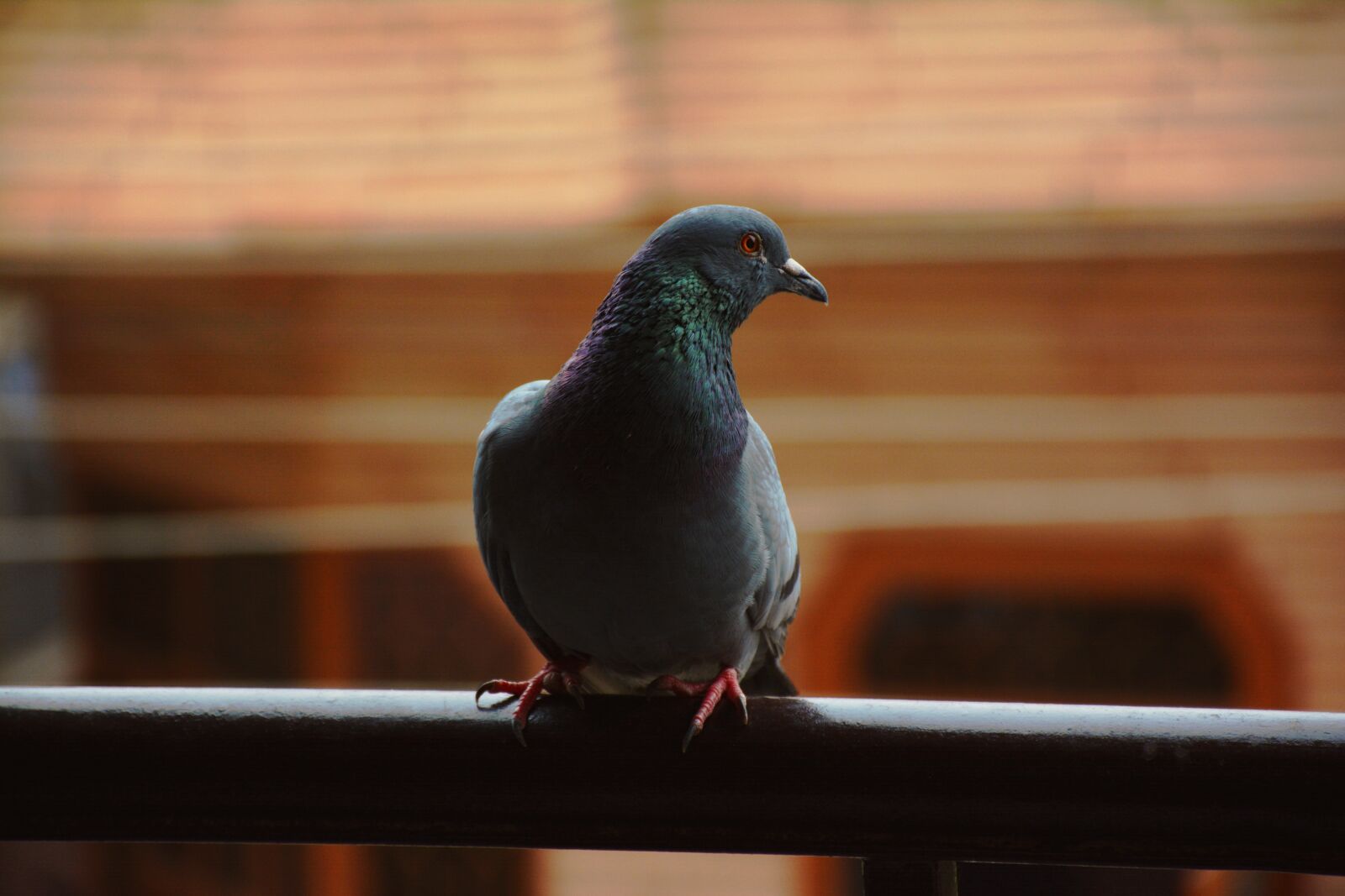 Nikon D5200 sample photo. Piegon, bird, life photography
