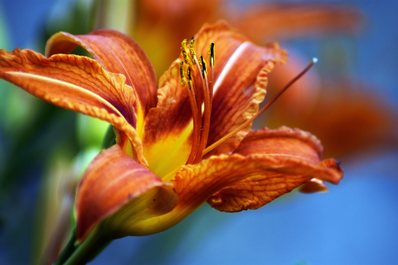 Nikon D3400 sample photo. Lily, flower, garden photography