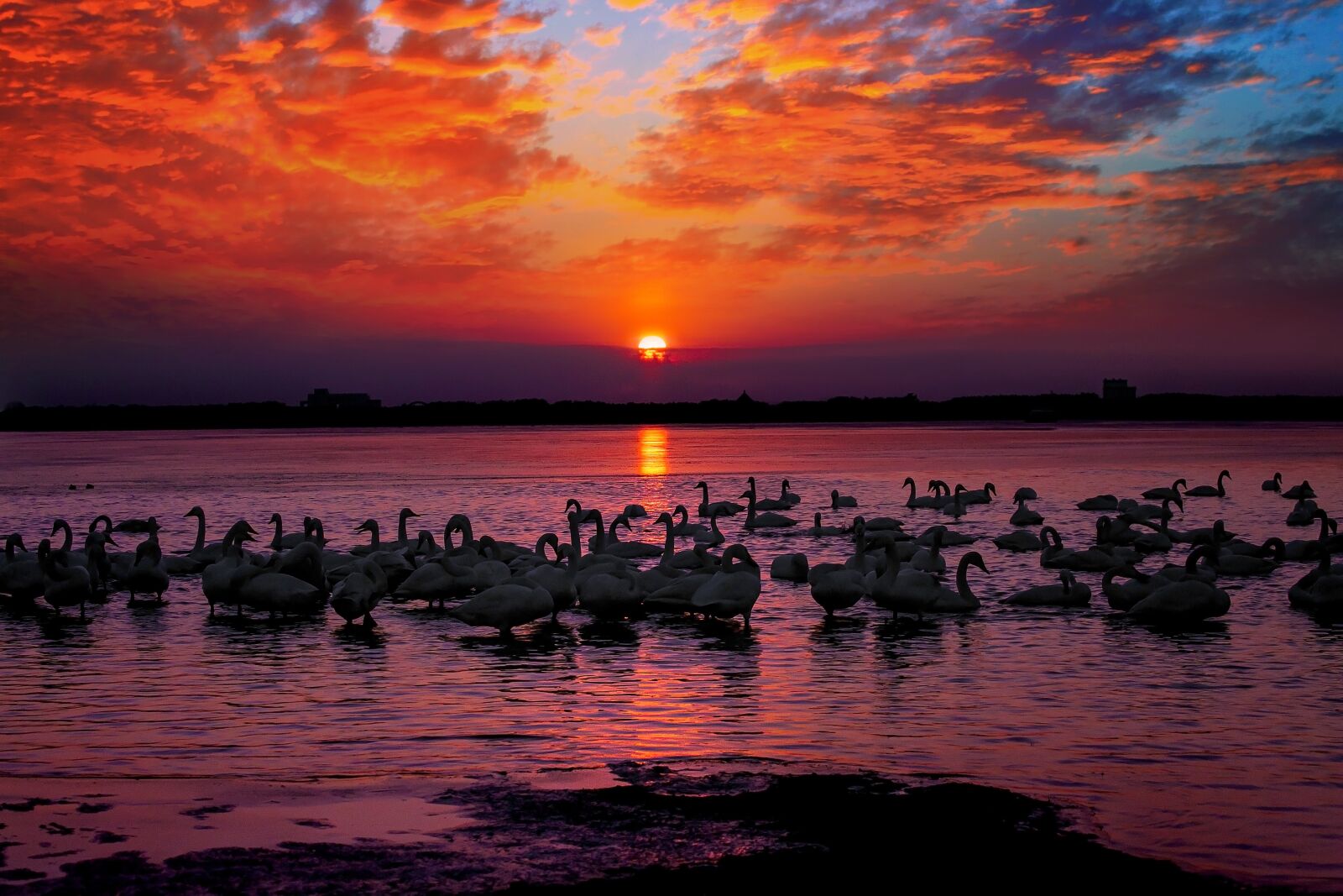 Canon EOS 5D Mark III + Canon EF 70-300mm F4-5.6L IS USM sample photo. Sunset, burning clouds, swan photography