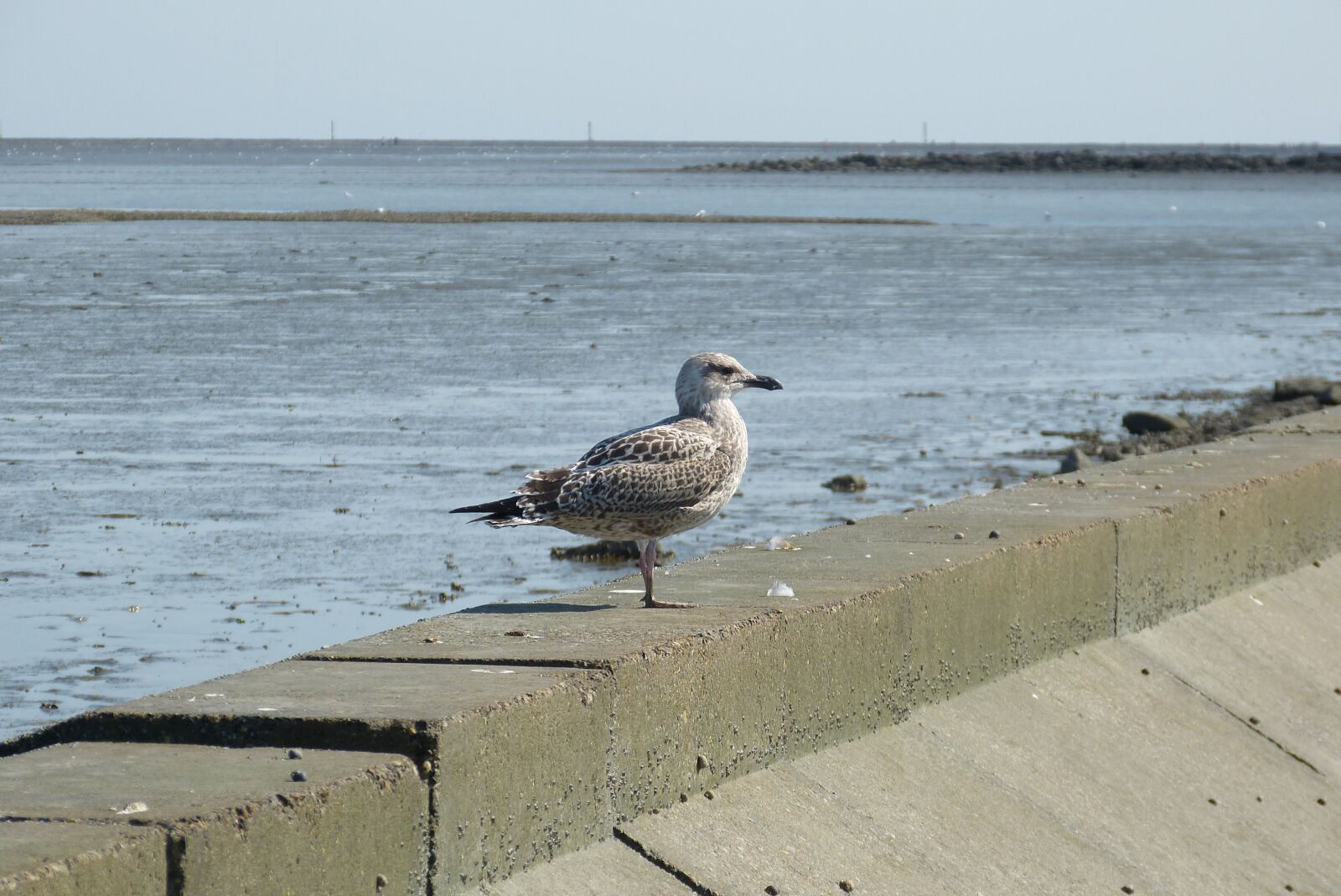 Panasonic Lumix DMC-FZ150 sample photo. Seagull, bird, nature photography