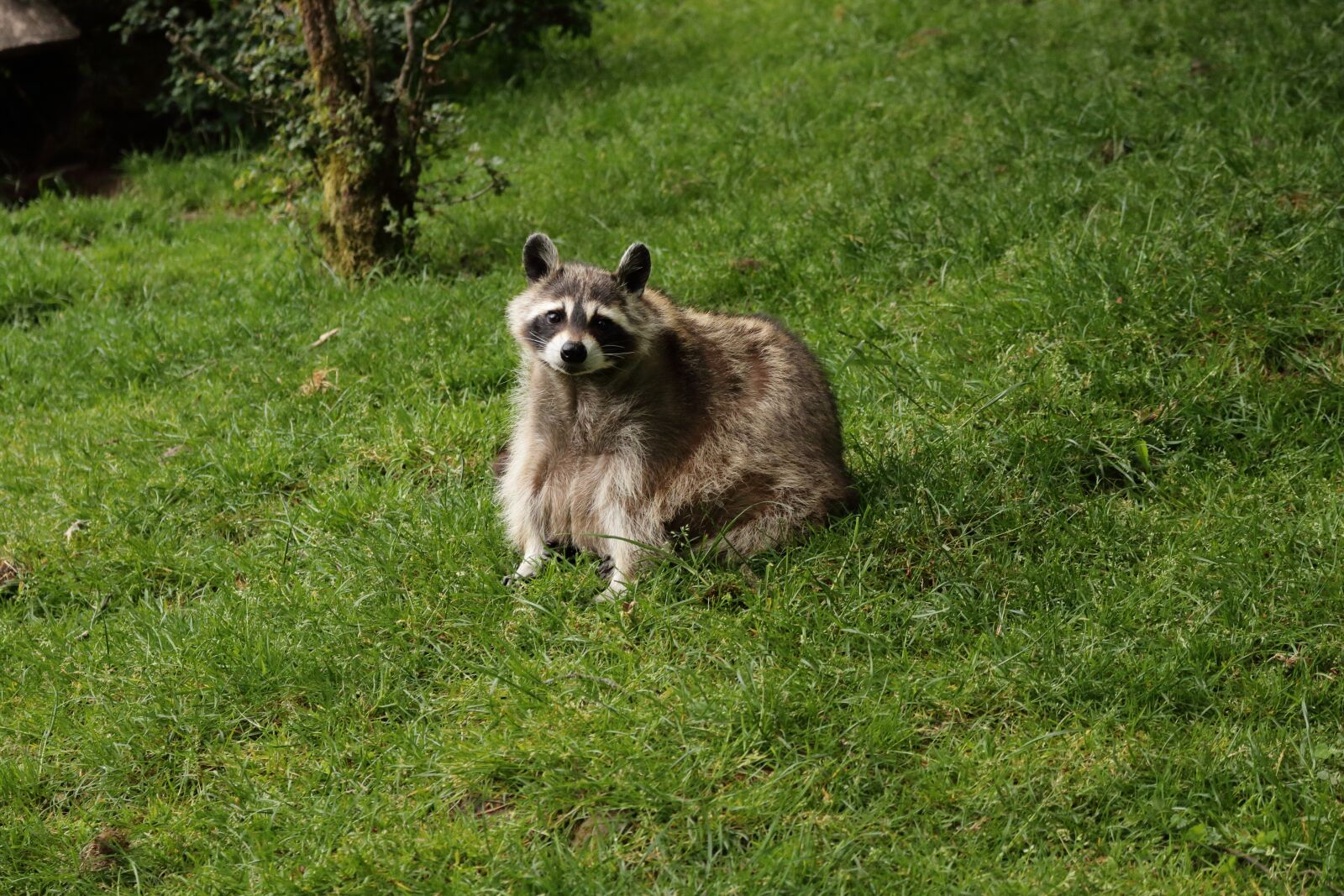 Canon EF-S 18-55mm F3.5-5.6 IS STM sample photo. Raccoon, wilderness, nature photography