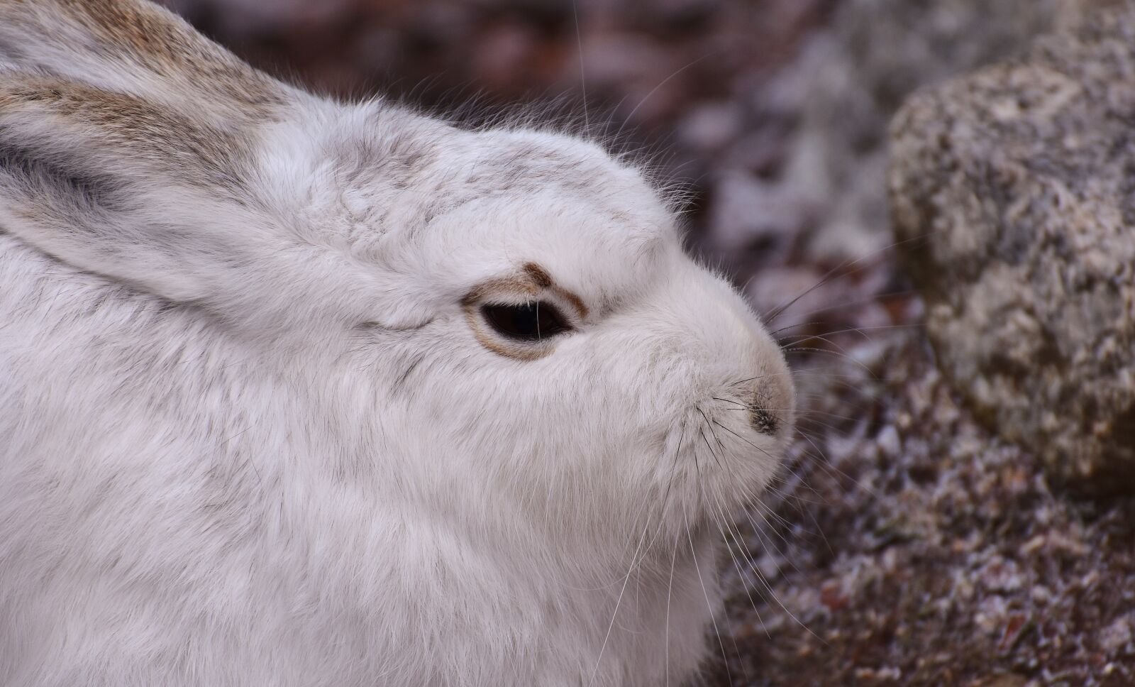 Nikon D7200 sample photo. Schneehase, cute, zoo photography