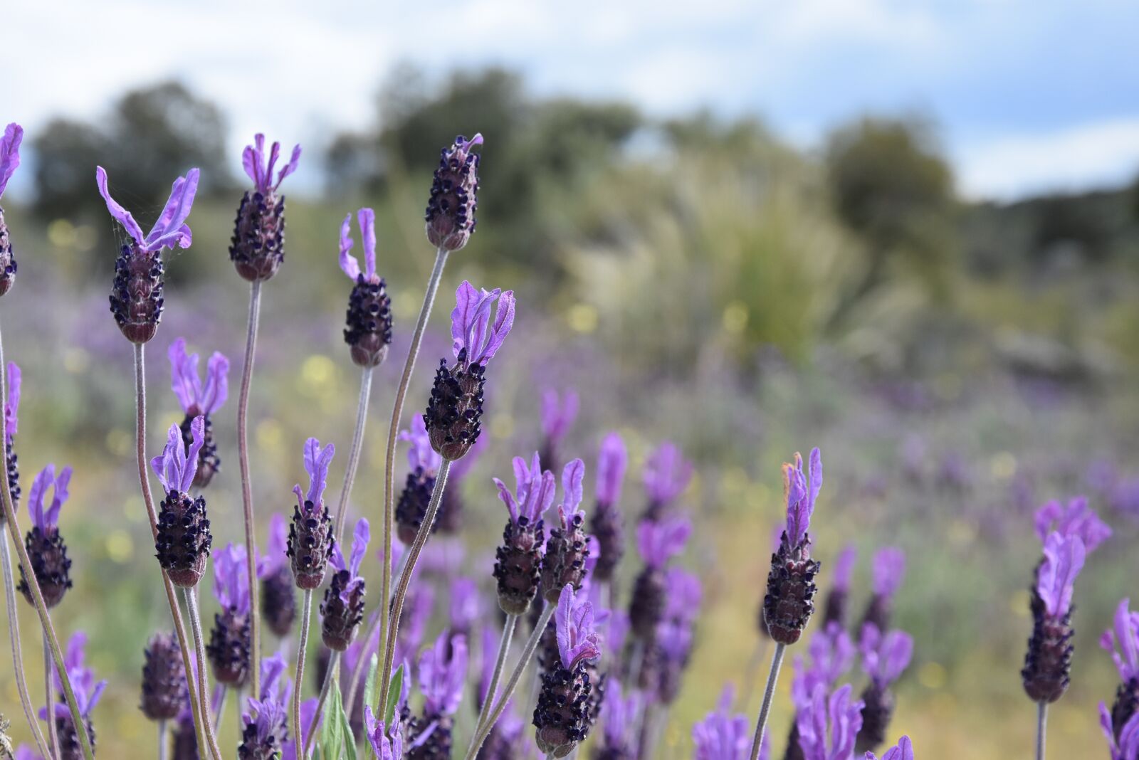 Nikon D7200 sample photo. Flower, field, nature photography