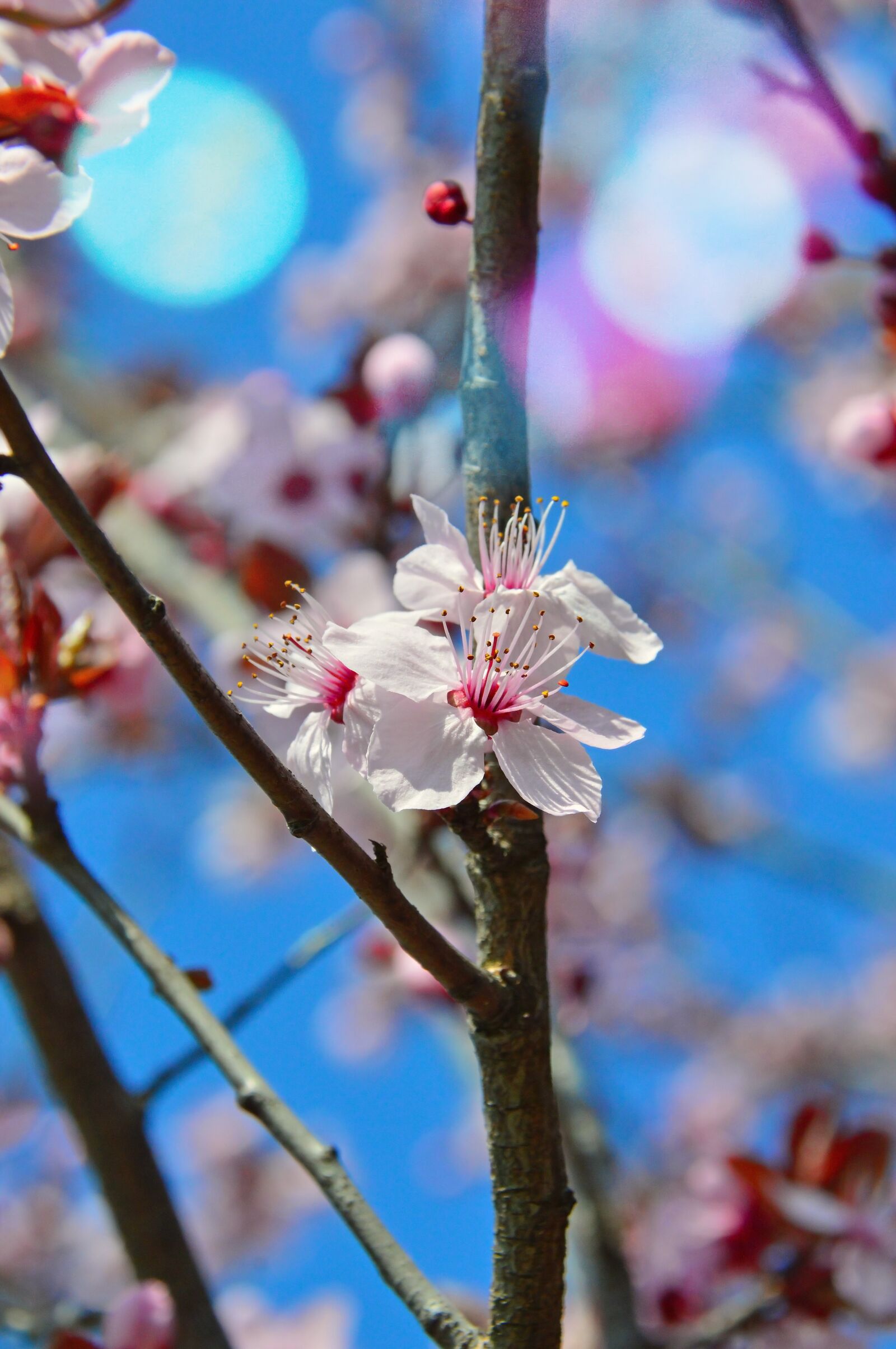 Nikon D3200 sample photo. Nature, flower, plant photography