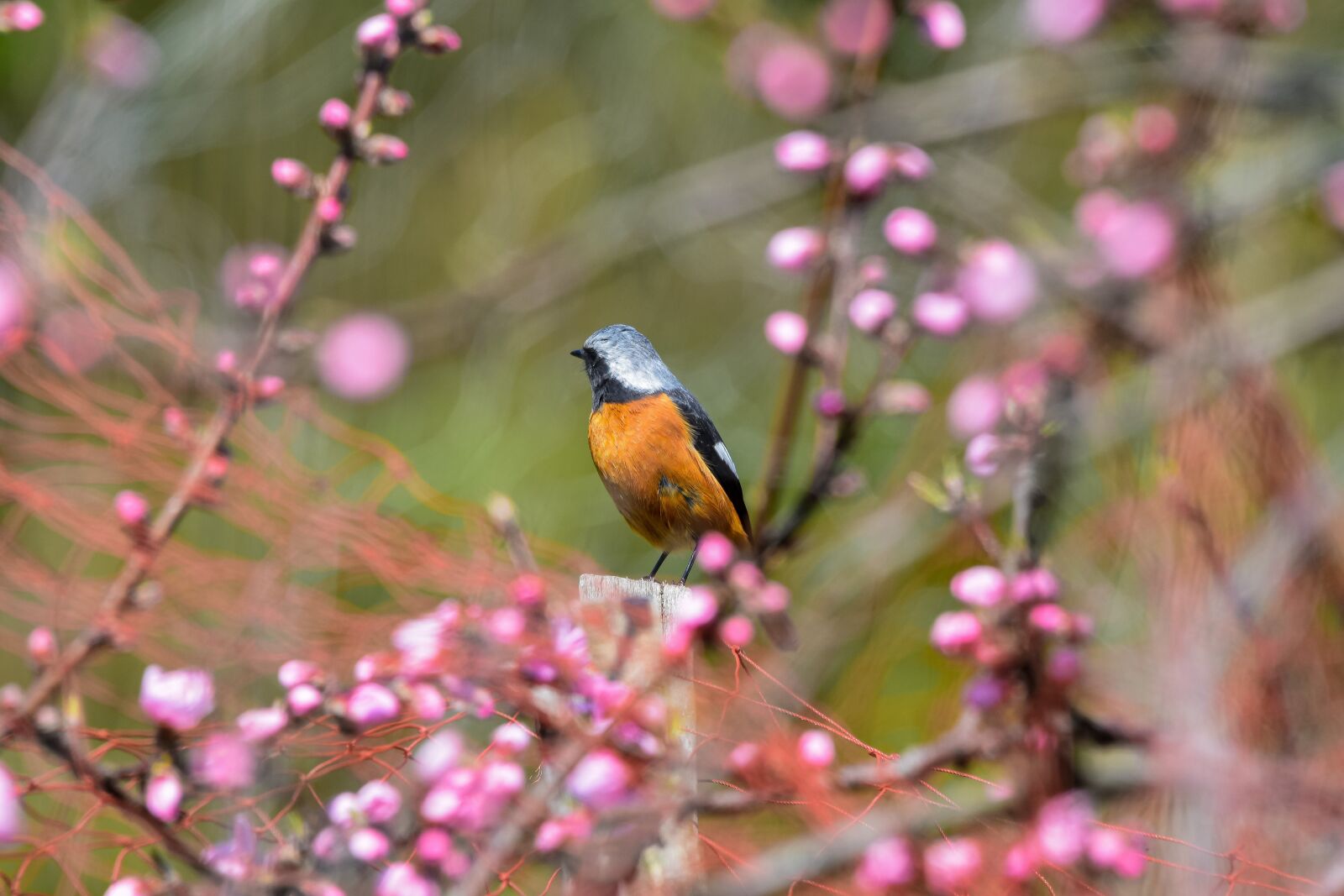Nikon D7200 sample photo. Animal, forest, plant photography