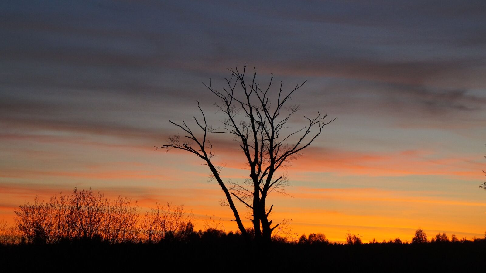 Sony Alpha a3000 sample photo. Tree, sunset, sky photography