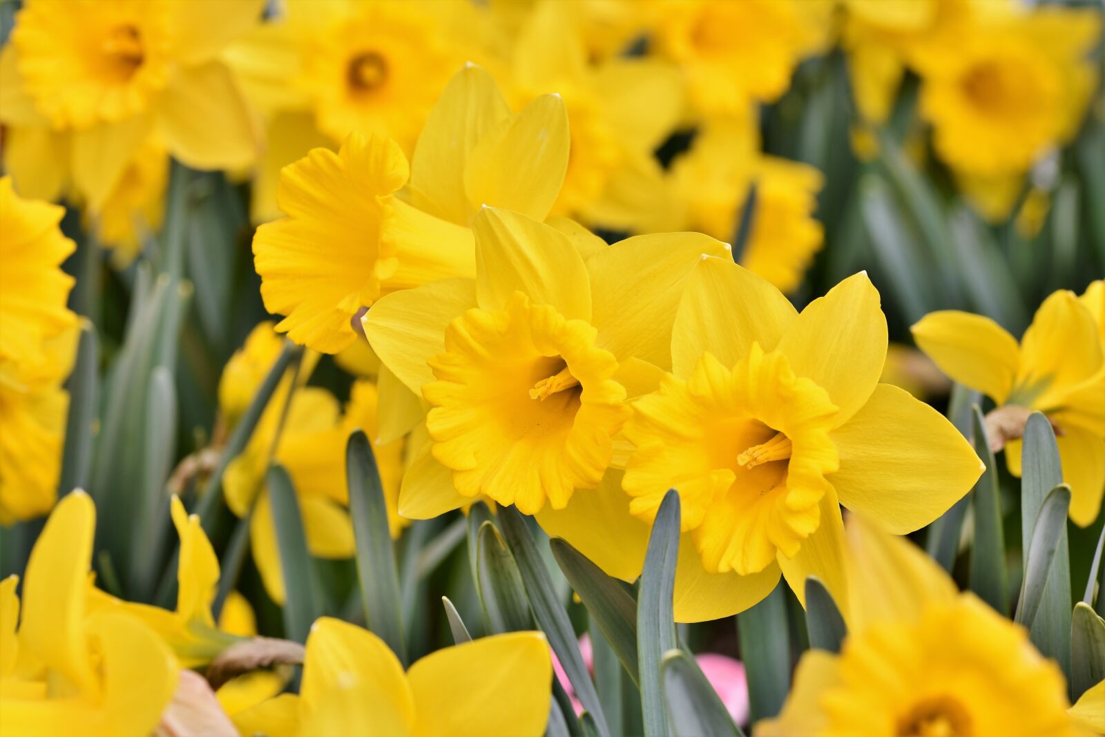 Nikon D7200 sample photo. Narcissus, blossom, bloom photography
