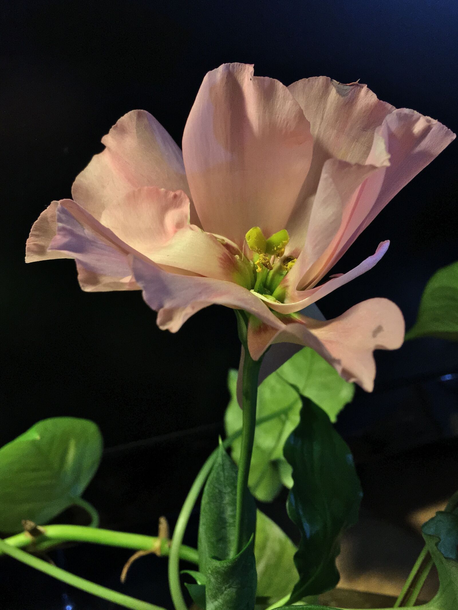 Apple iPhone 6s Plus sample photo. Pink flower, pistils, flower photography