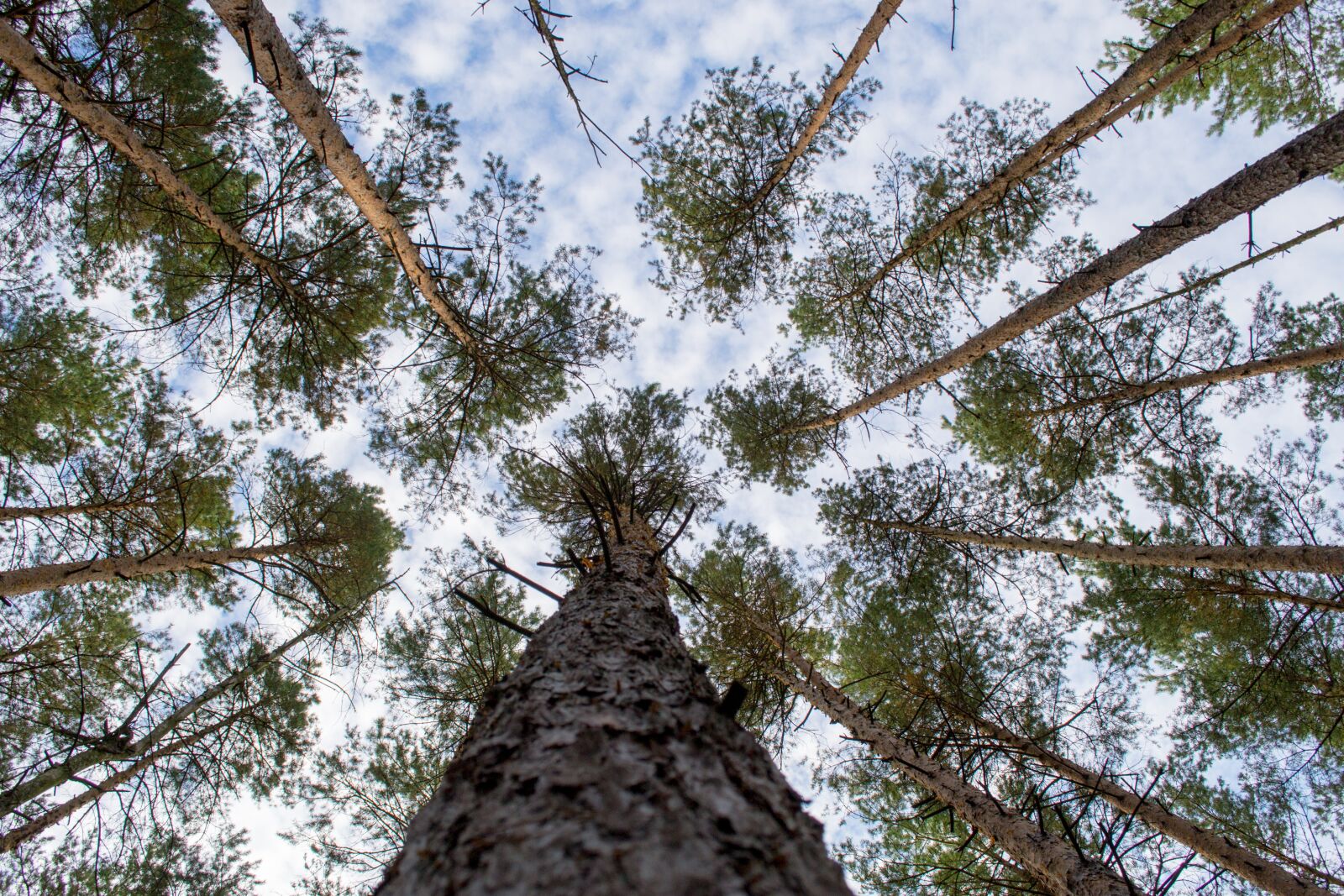 Nikon D3100 sample photo. Log, crown, forest photography