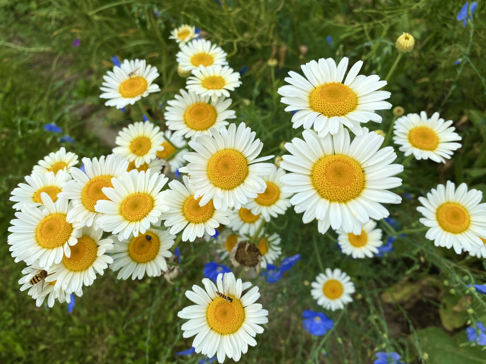 Apple iPhone 11 Pro Max sample photo. Flowers, summer, nature photography