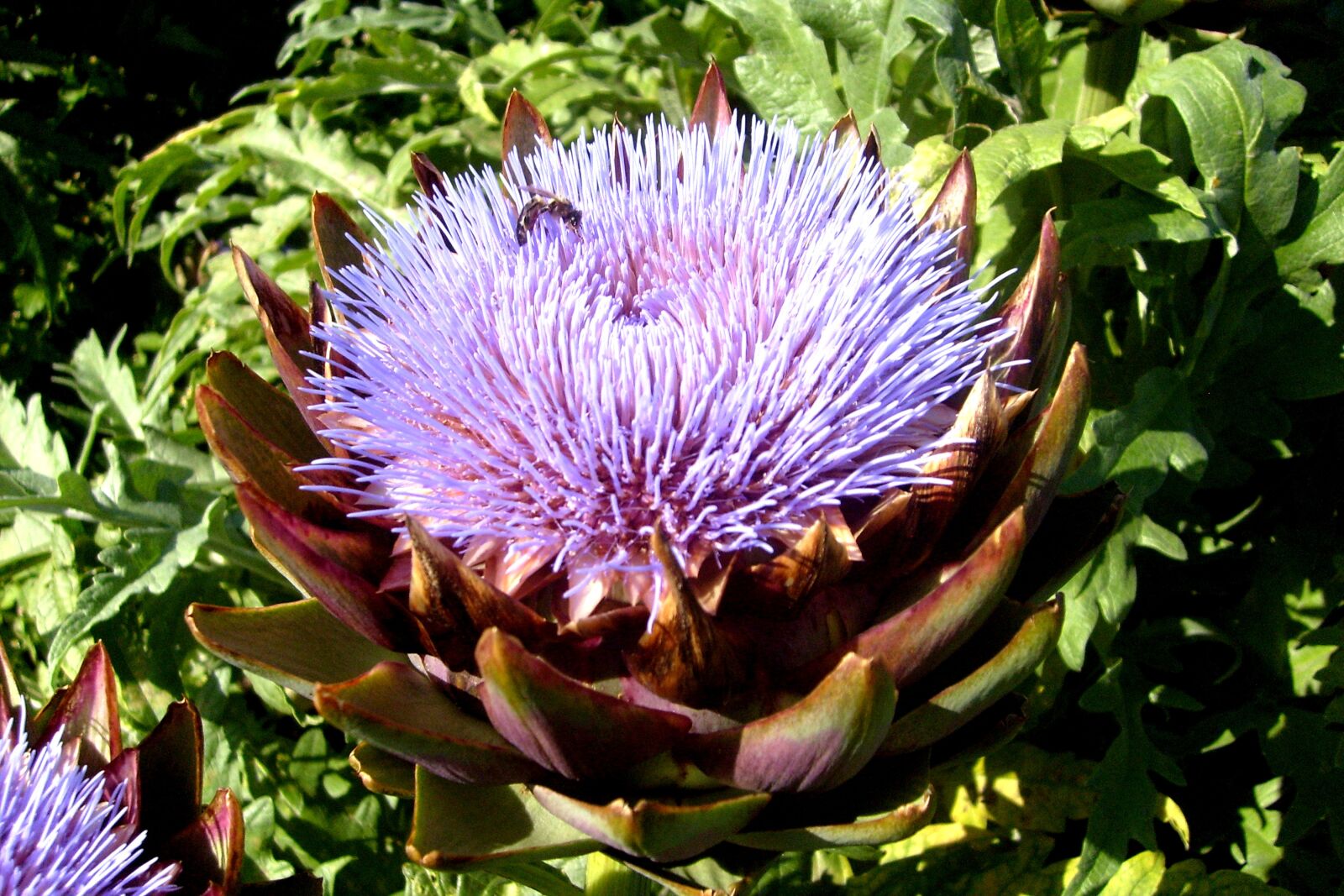 Samsung KENOX S630  / Samsung S630 sample photo. Artichoke, bee, flora photography