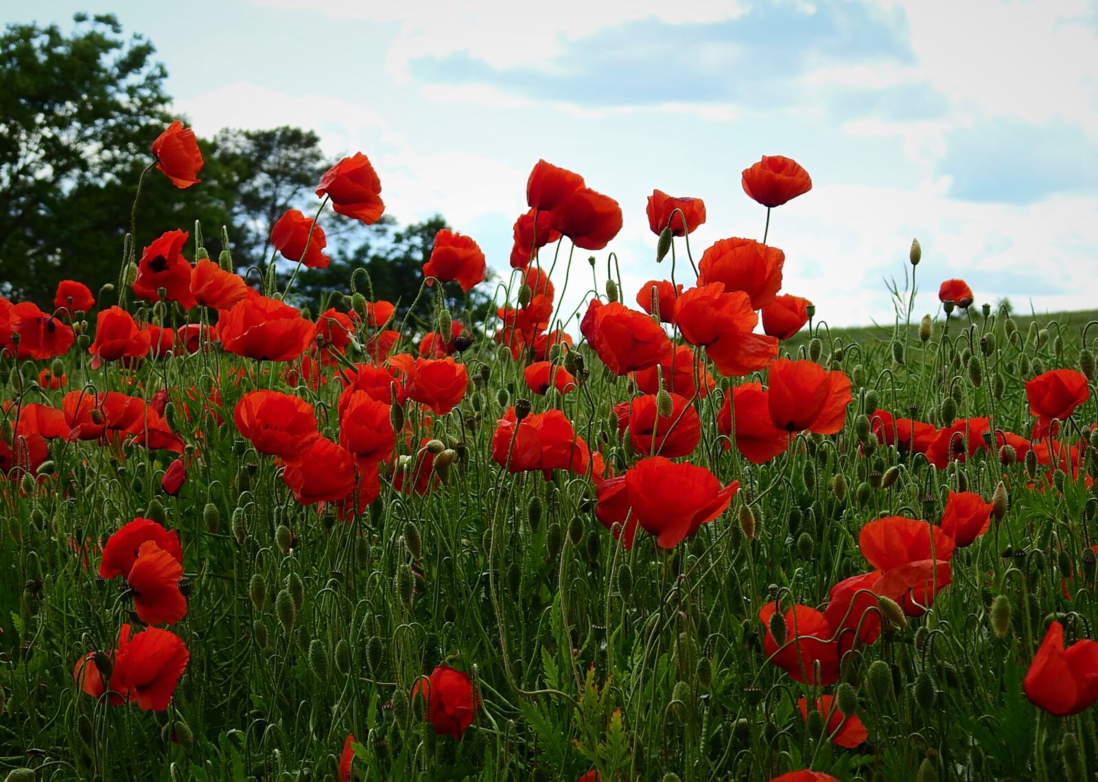 Nikon Coolpix P900 sample photo. Poppies, field, flowers photography