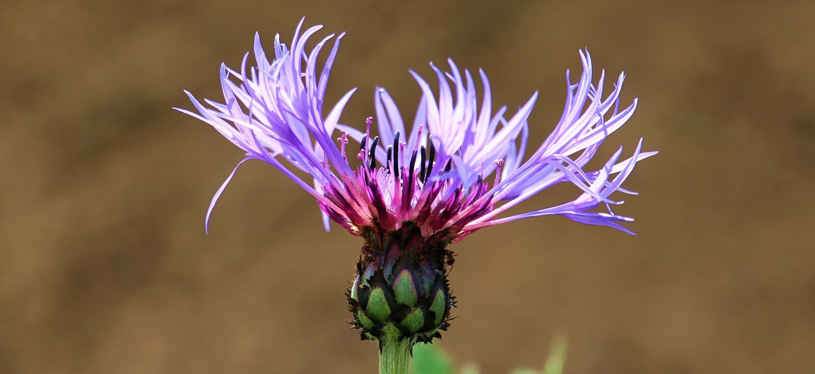 Canon EOS 550D (EOS Rebel T2i / EOS Kiss X4) sample photo. Cornflower, violet, blossom photography