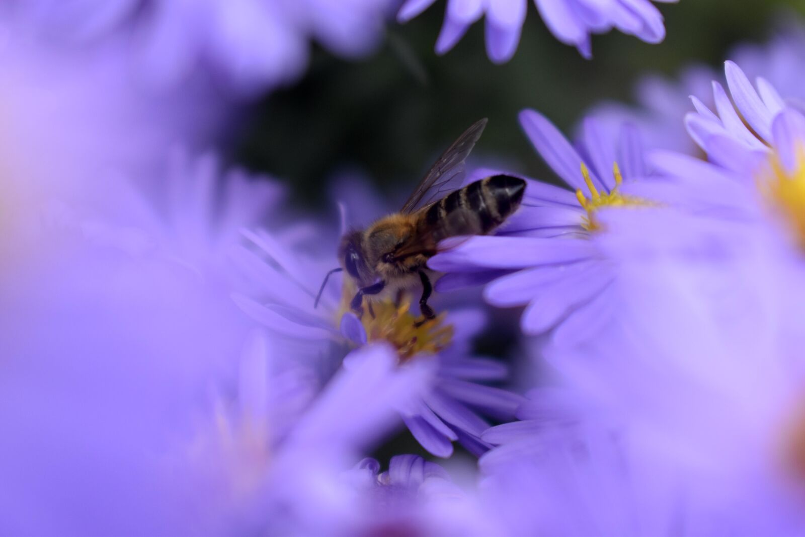 Nikon D3500 sample photo. Bees, honey, insects photography