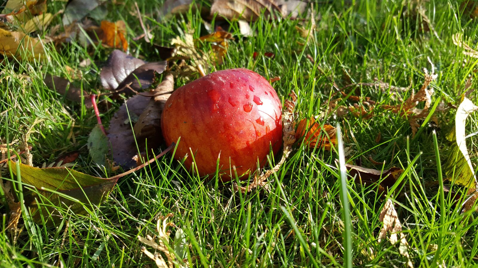 Samsung Galaxy S6 sample photo. Apple, autumn, grass photography