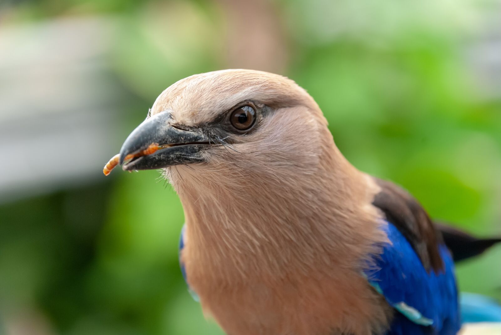 Nikon D80 sample photo. Bird, pen, beak photography