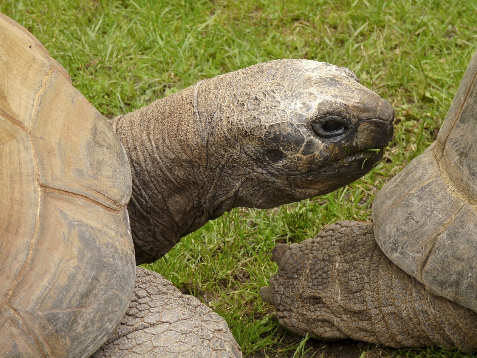 Panasonic Lumix DMC-FZ28 sample photo. Turtle, terrestrial vertebrates, amniota photography
