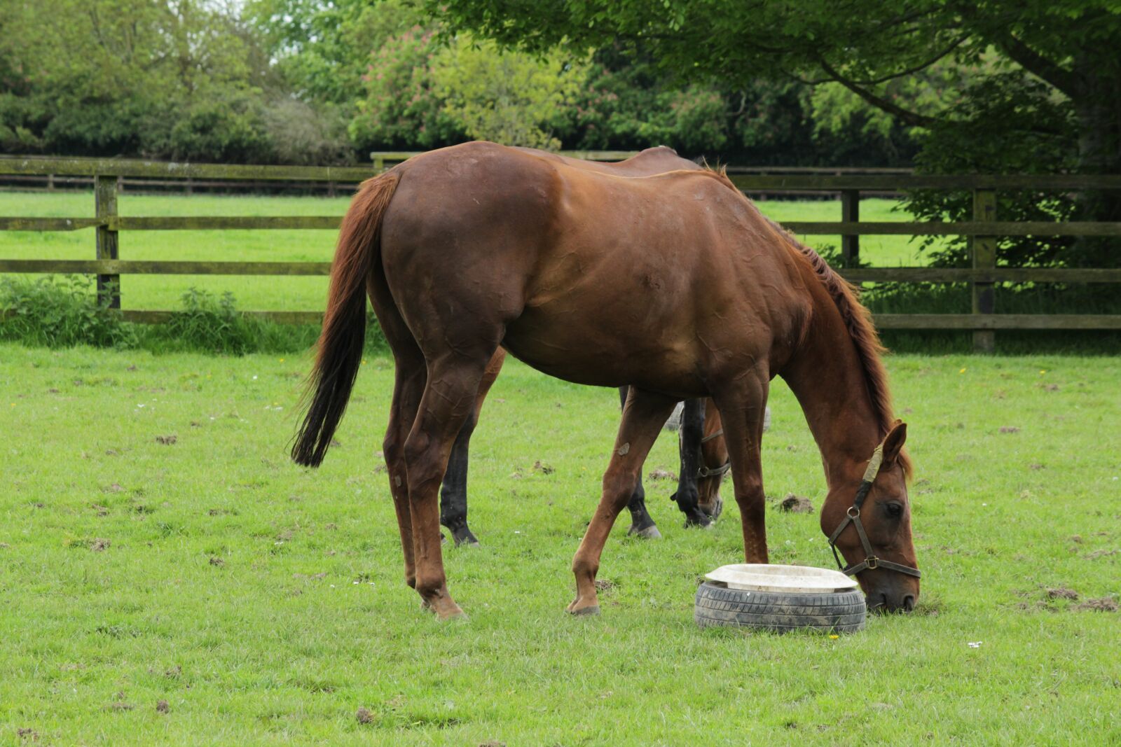 Canon EOS 1200D (EOS Rebel T5 / EOS Kiss X70 / EOS Hi) sample photo. Animal, horse, pasture photography