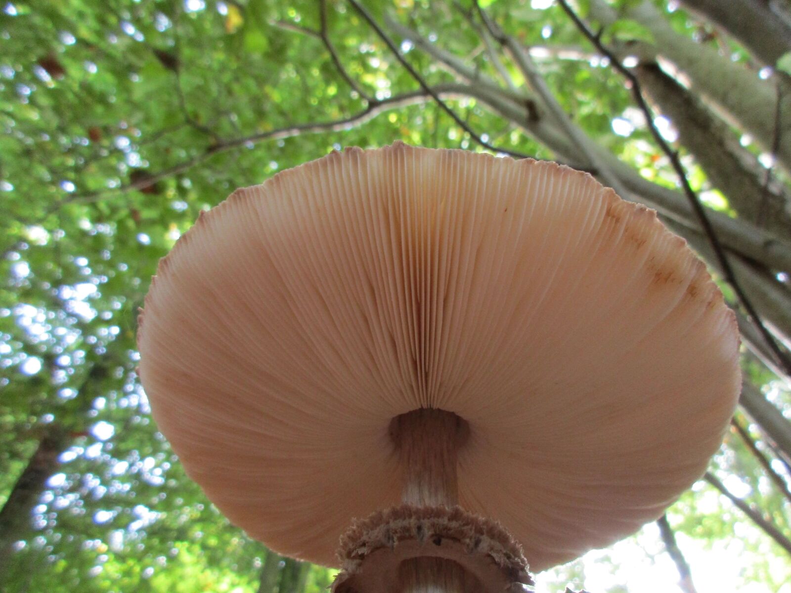 Canon PowerShot ELPH 170 IS (IXUS 170 / IXY 170) sample photo. Mushroom, mushrooms, forest photography