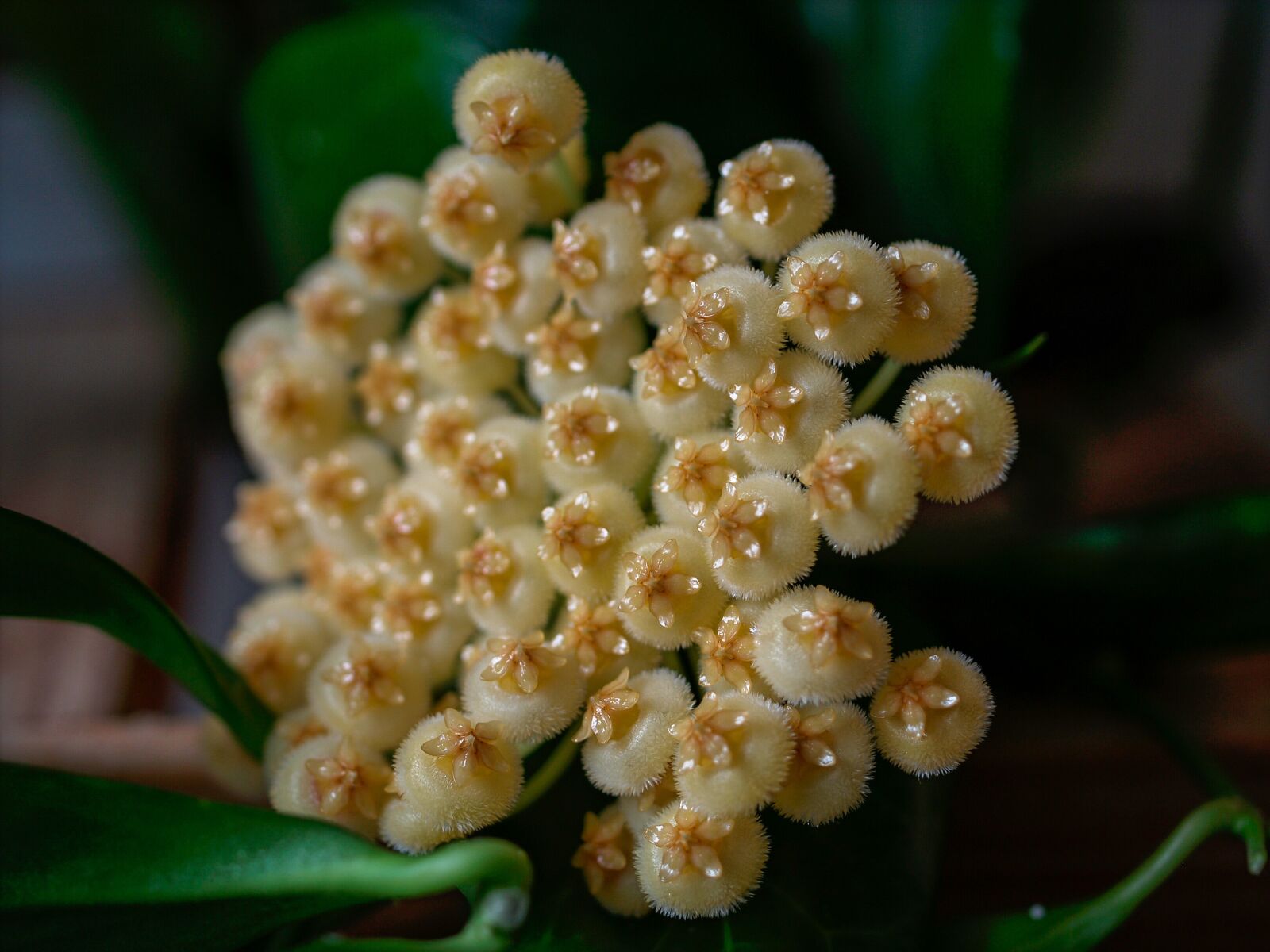 Olympus E-500 (EVOLT E-500) sample photo. Hoya, close up, flower photography
