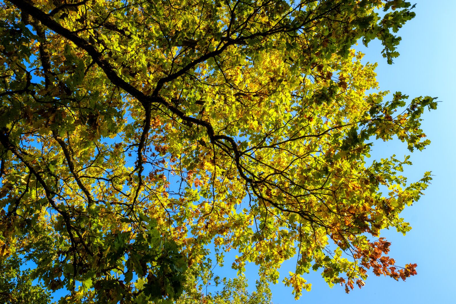 Fujifilm X-T2 + Fujifilm XF 16mm F1.4 R WR sample photo. Oak, tree, leaves photography
